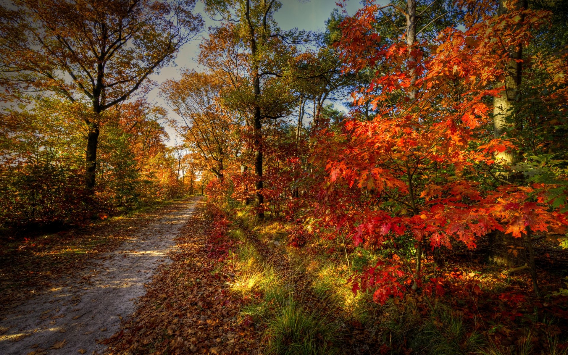 natura paesaggio cielo autunno strada foresta alberi