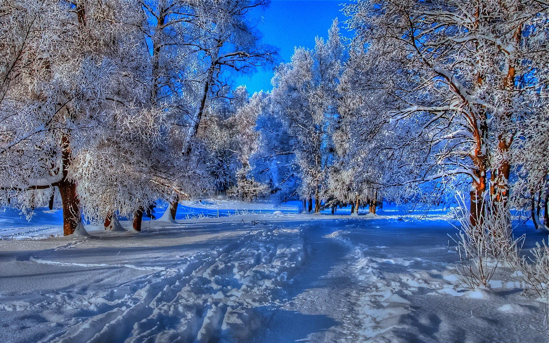 foresta alberi rami freschezza freschezza strada sentiero tracce inverno neve gelo blu cielo