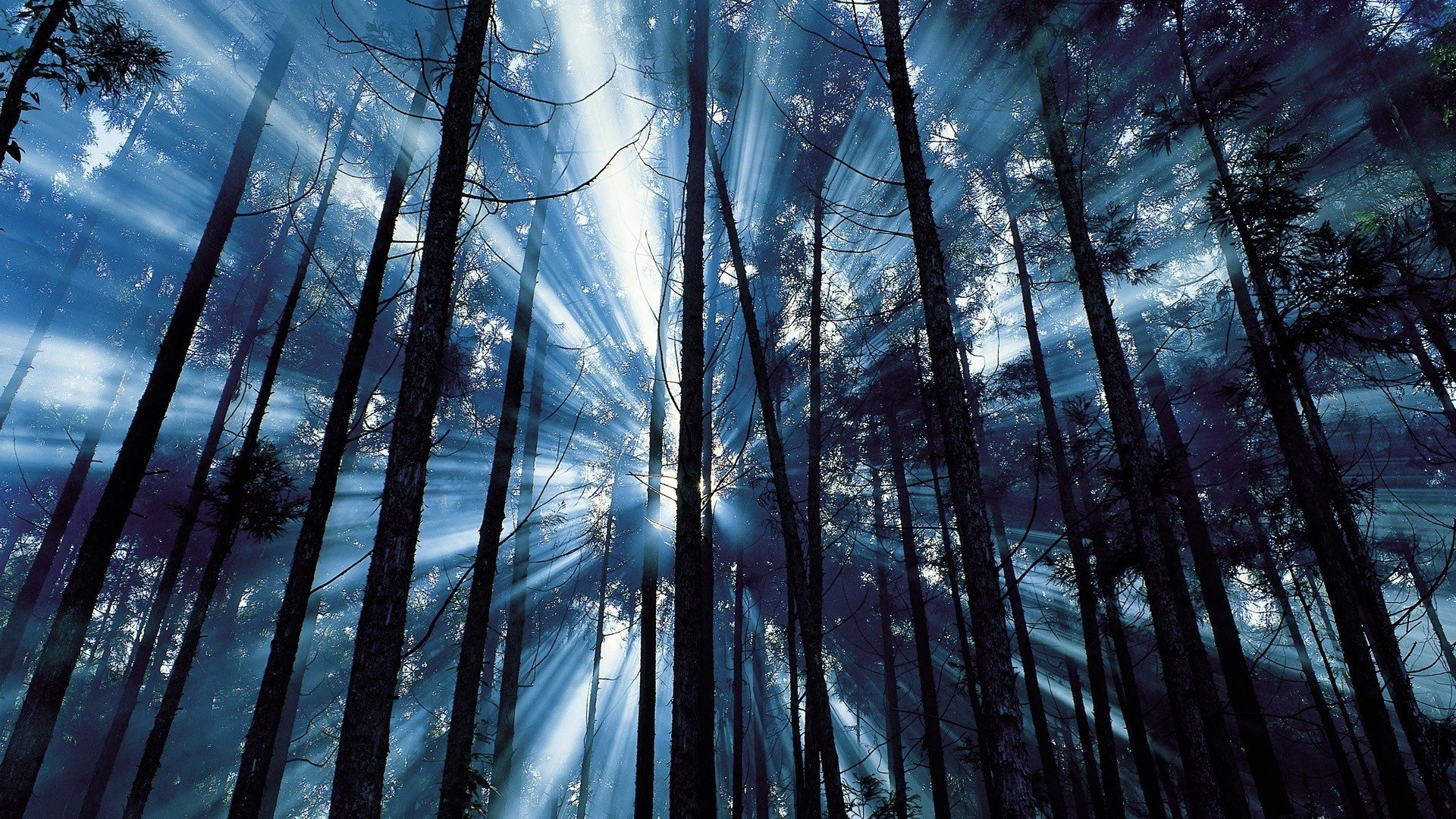 forêt arbres rayons bleu