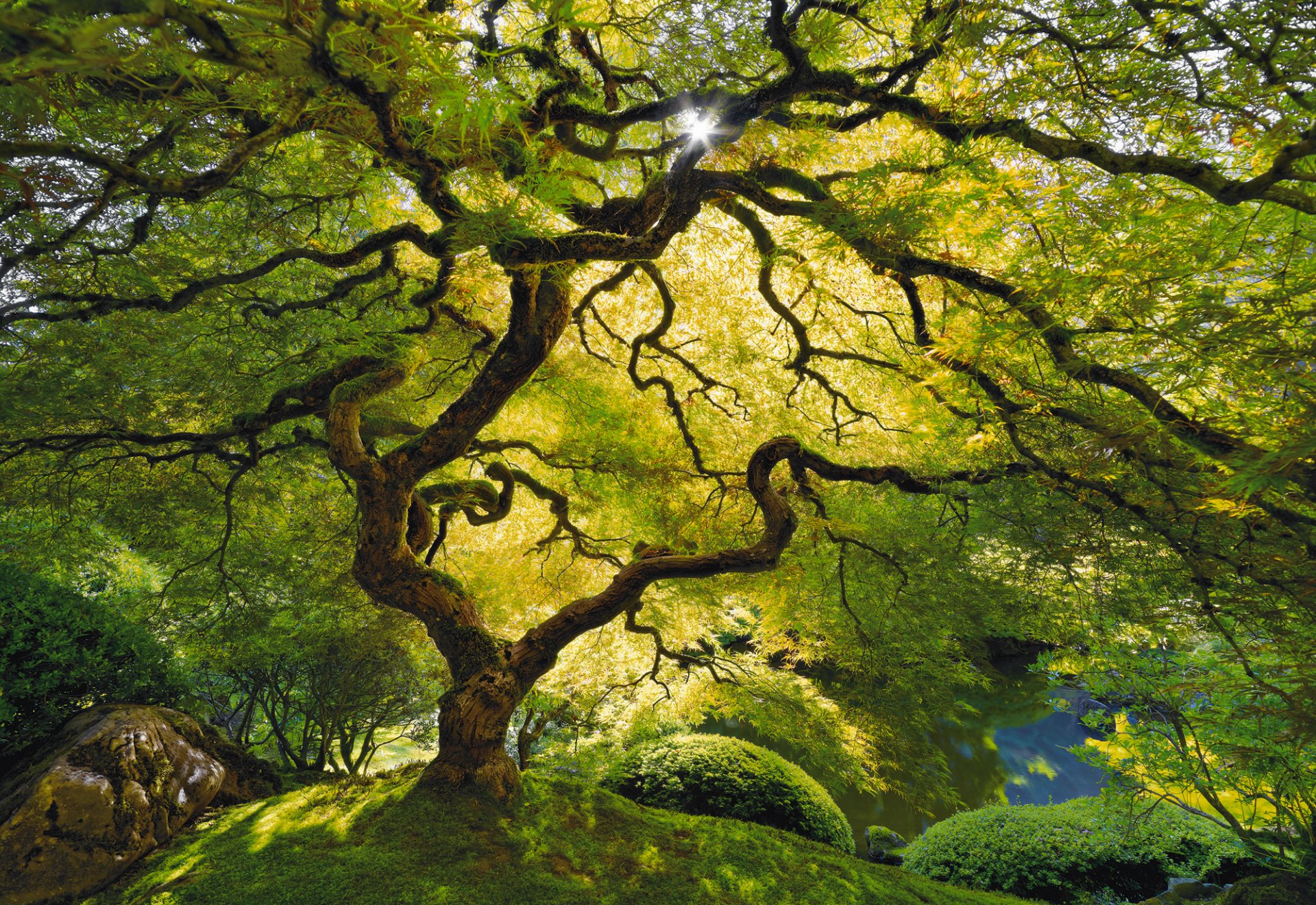 baum licht leben ruhe