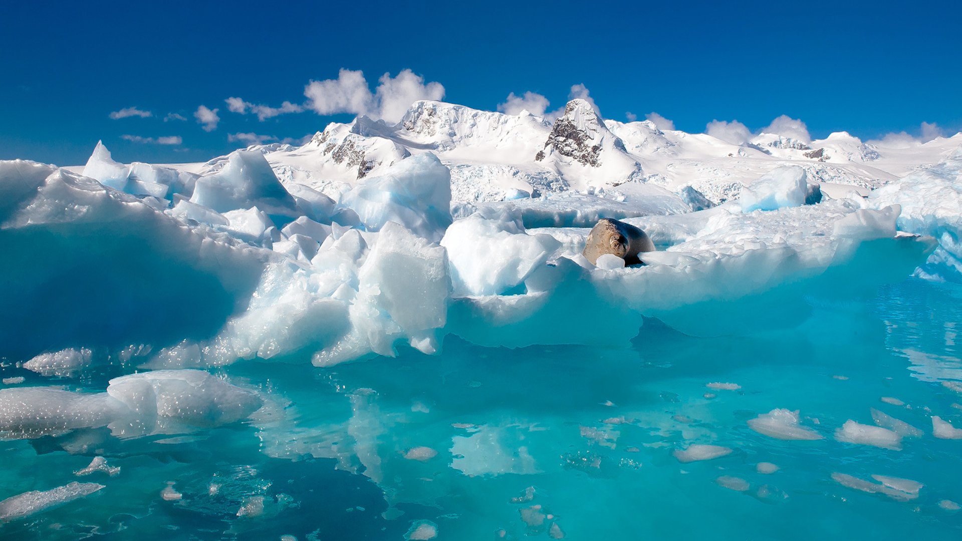 natur norden antarktis eis ozean wasser schnee robbe