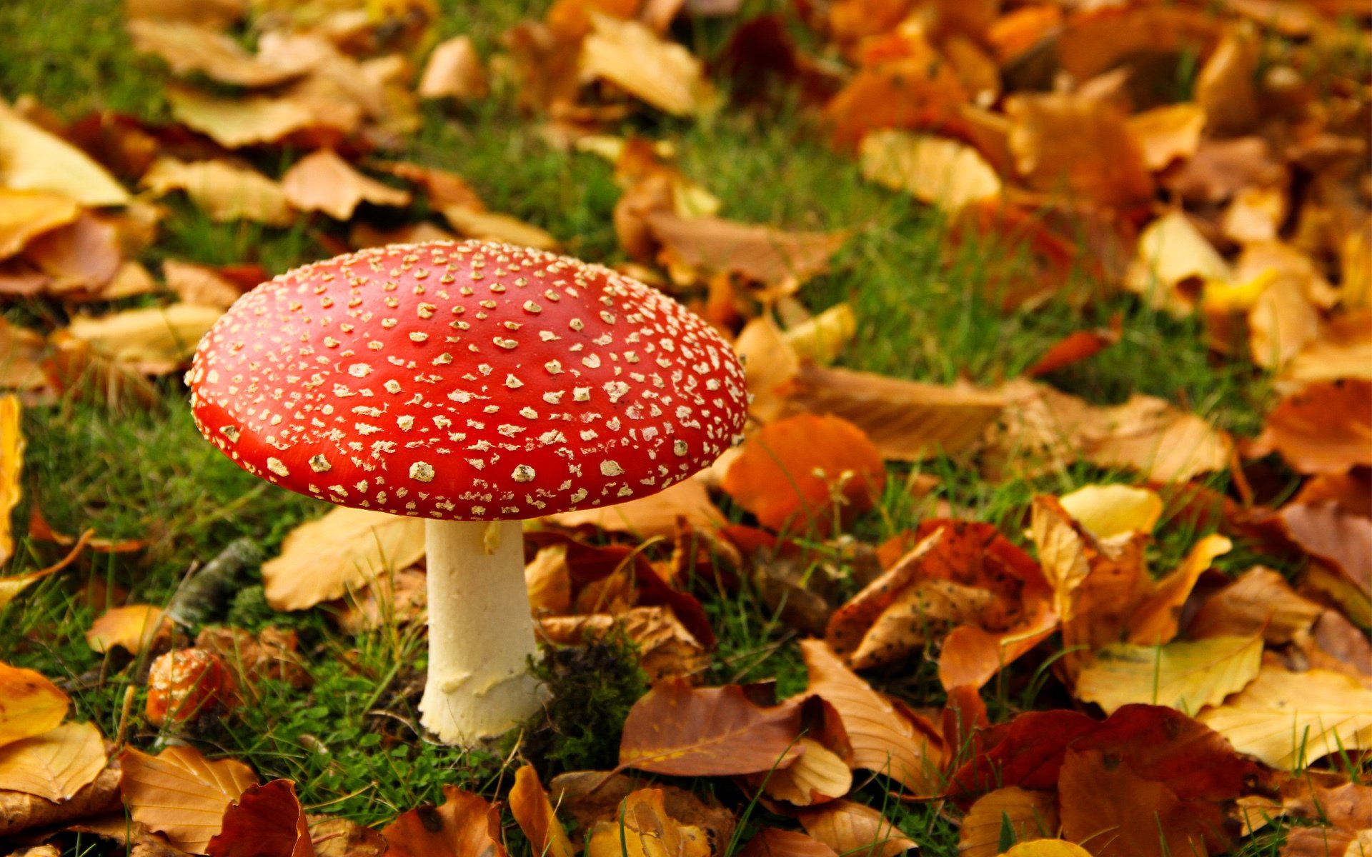 herbst pilz amanita blätter