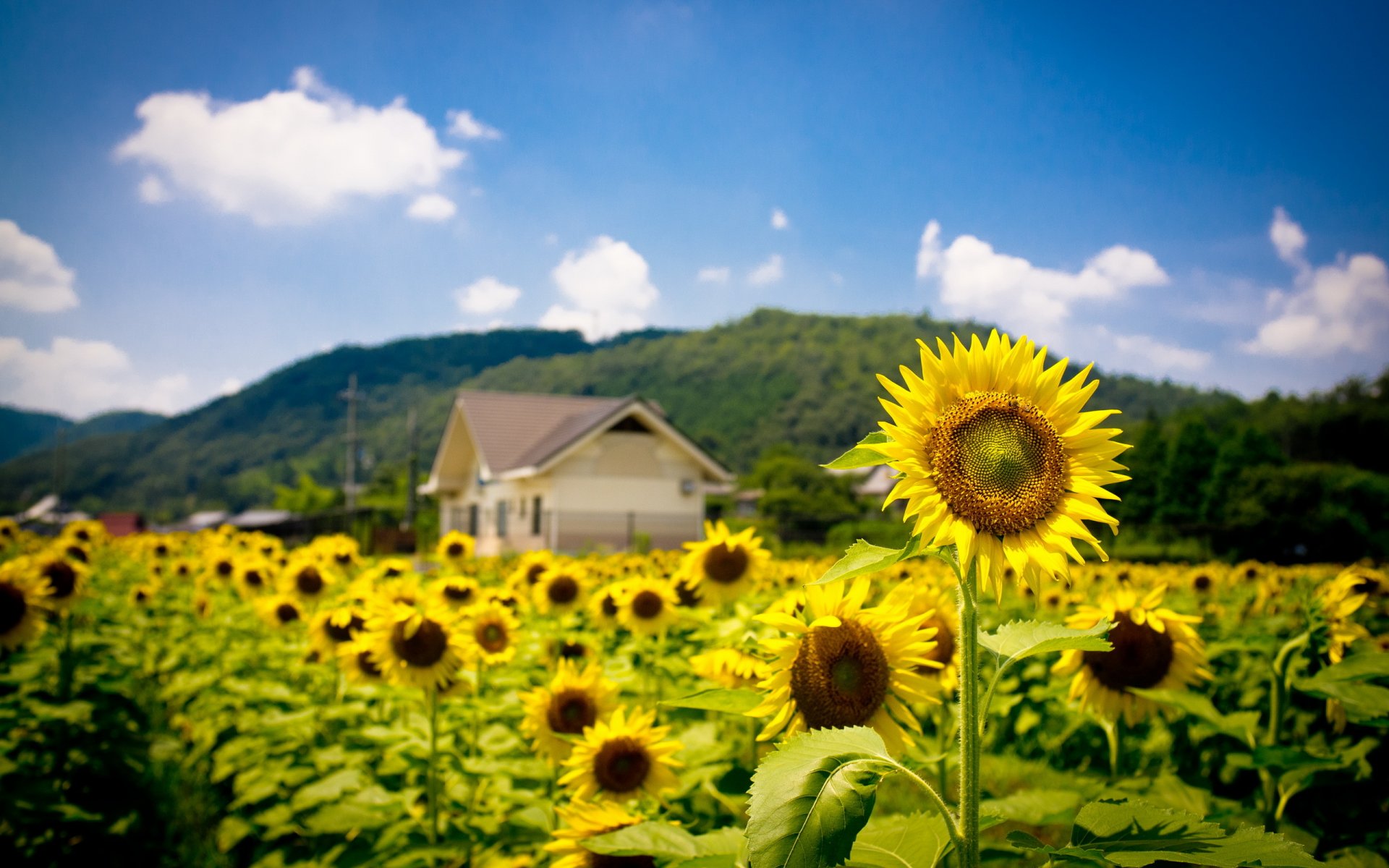 girasoli estate campo natura