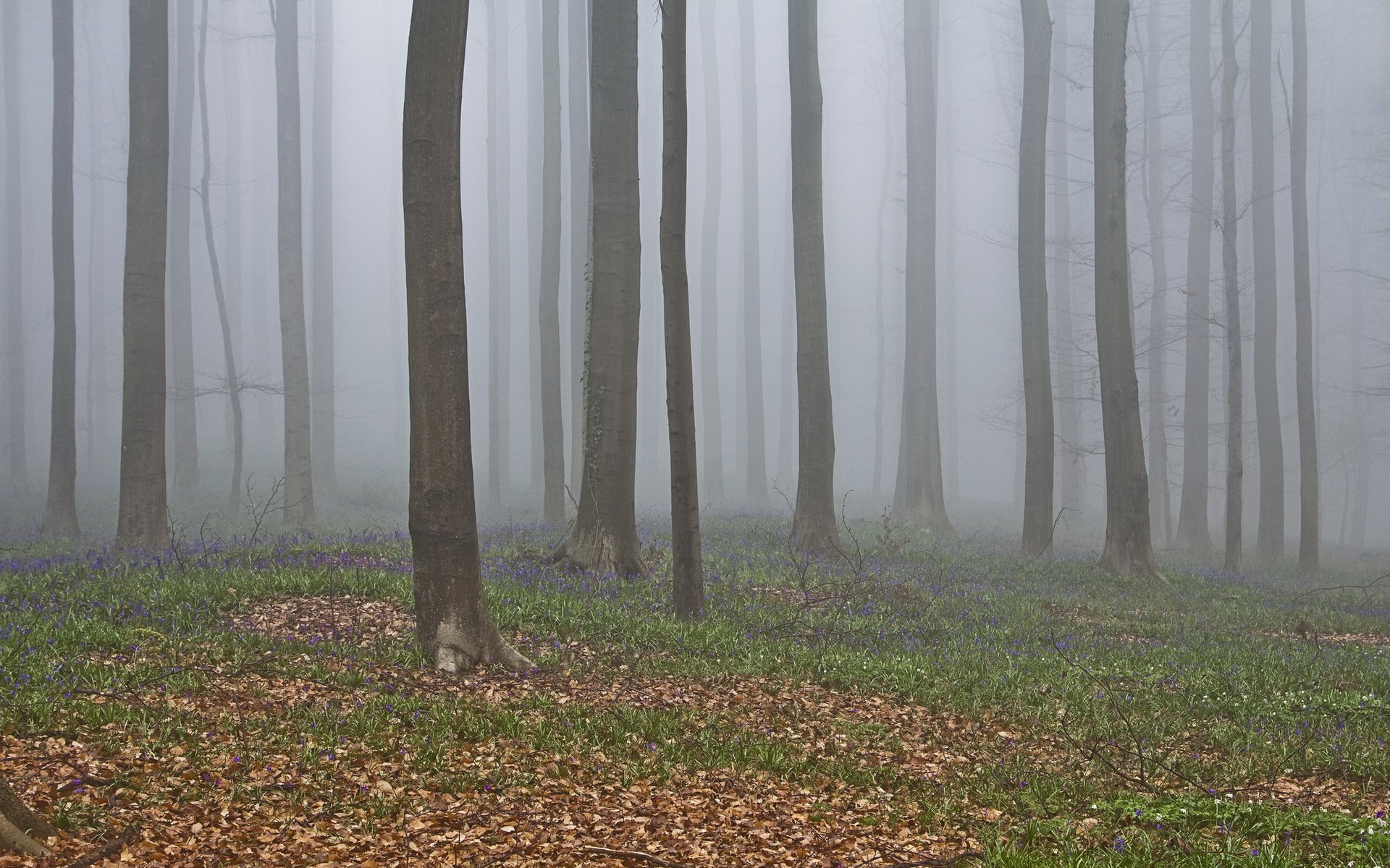 las drzewa mgła natura