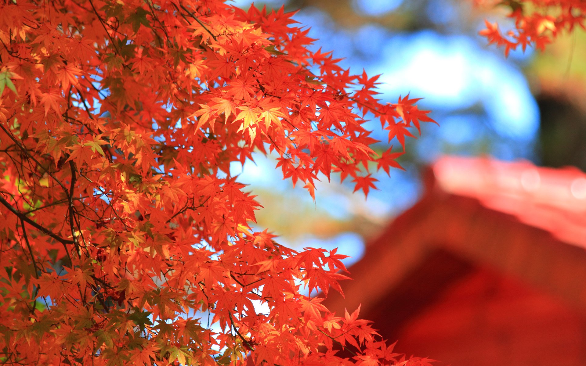 herbst baum krone blätter rot ahorn makro unschärfe haus dach