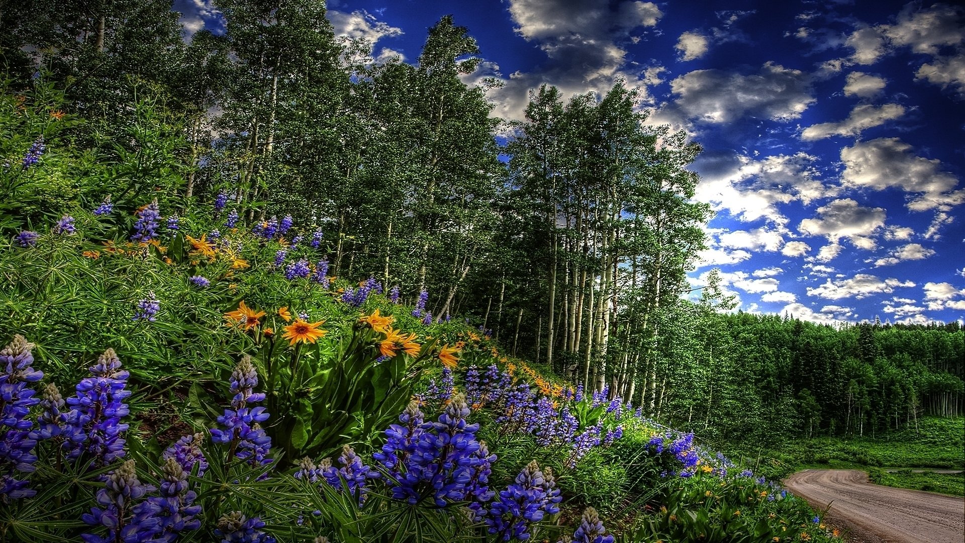 foresta alberi erba fiori cespugli ratifica verde strada primavera cielo nuvole boschetto