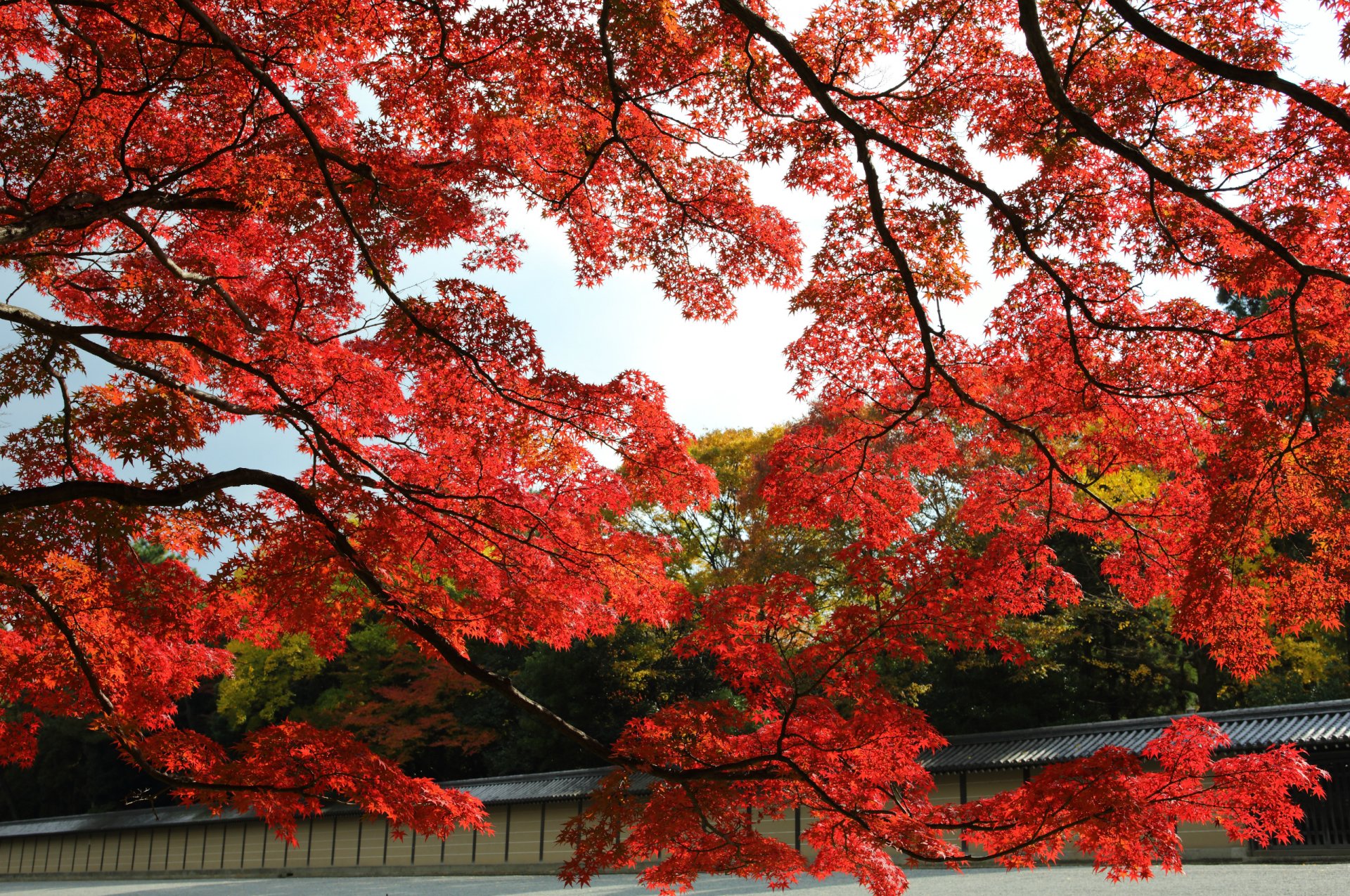 japón kyoto otoño jardín parque árboles arce rojo hojas