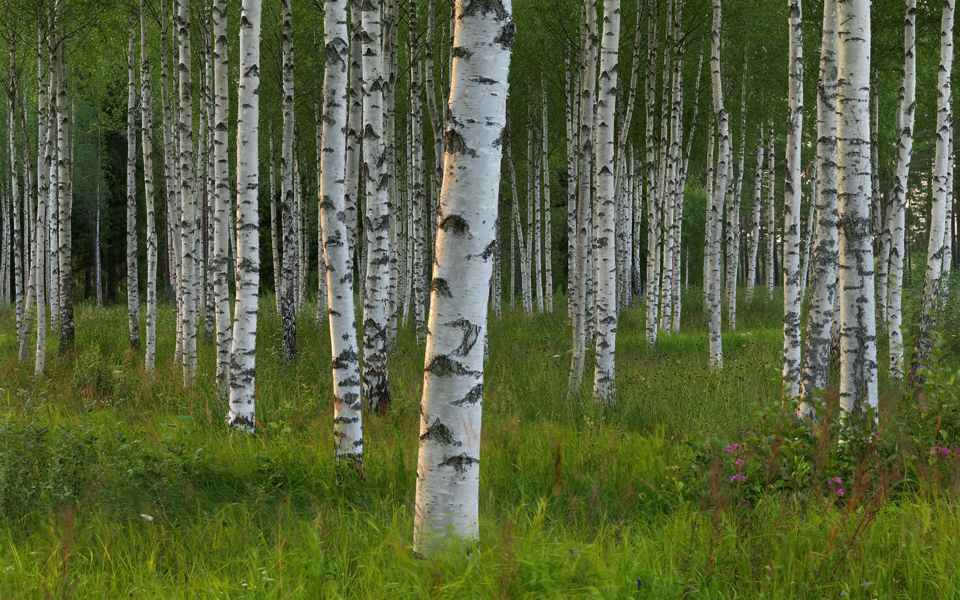 dalarna sweden tree grove