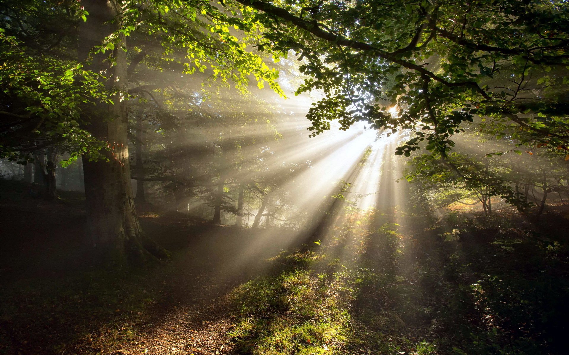 wald bäume sommer natur