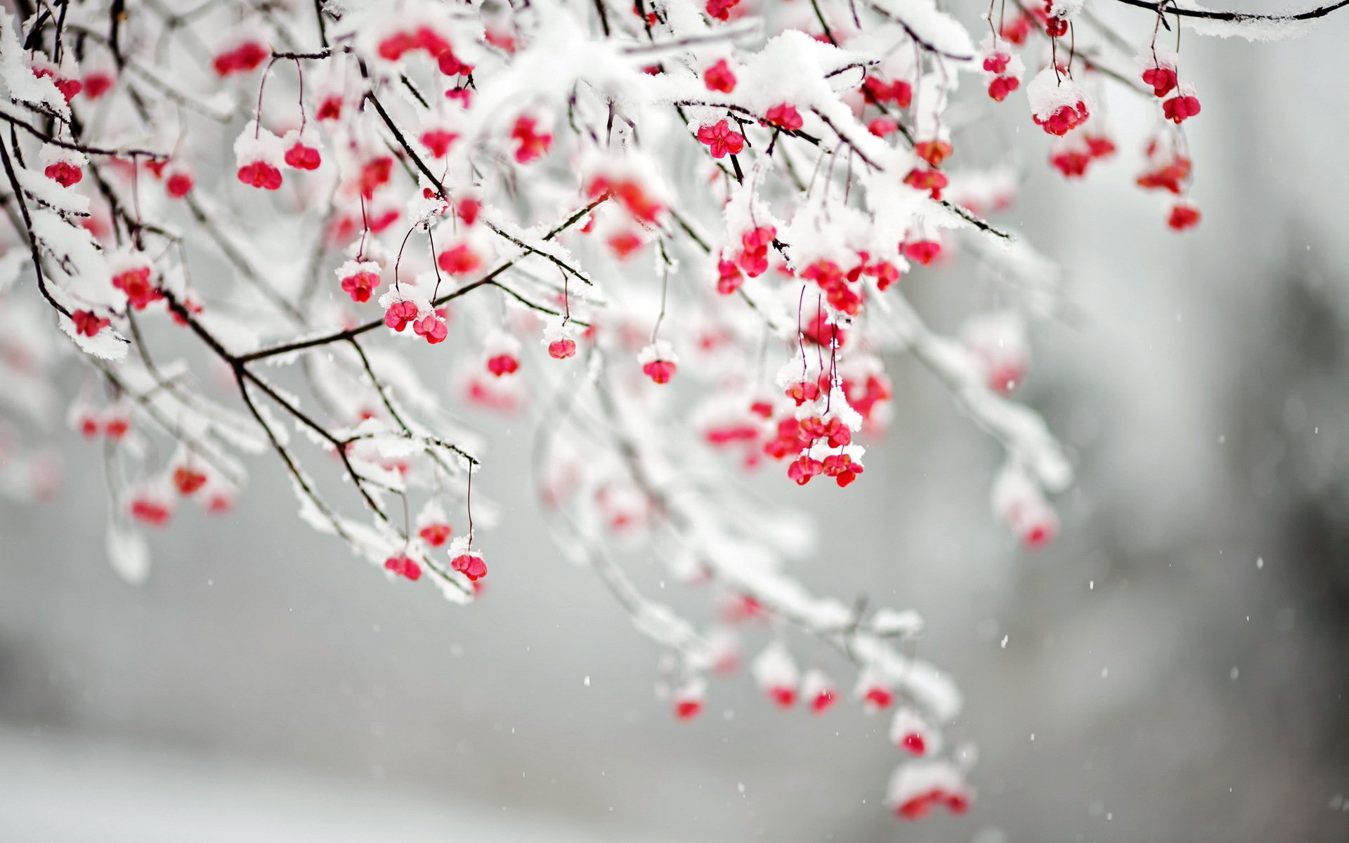 branches neige nature