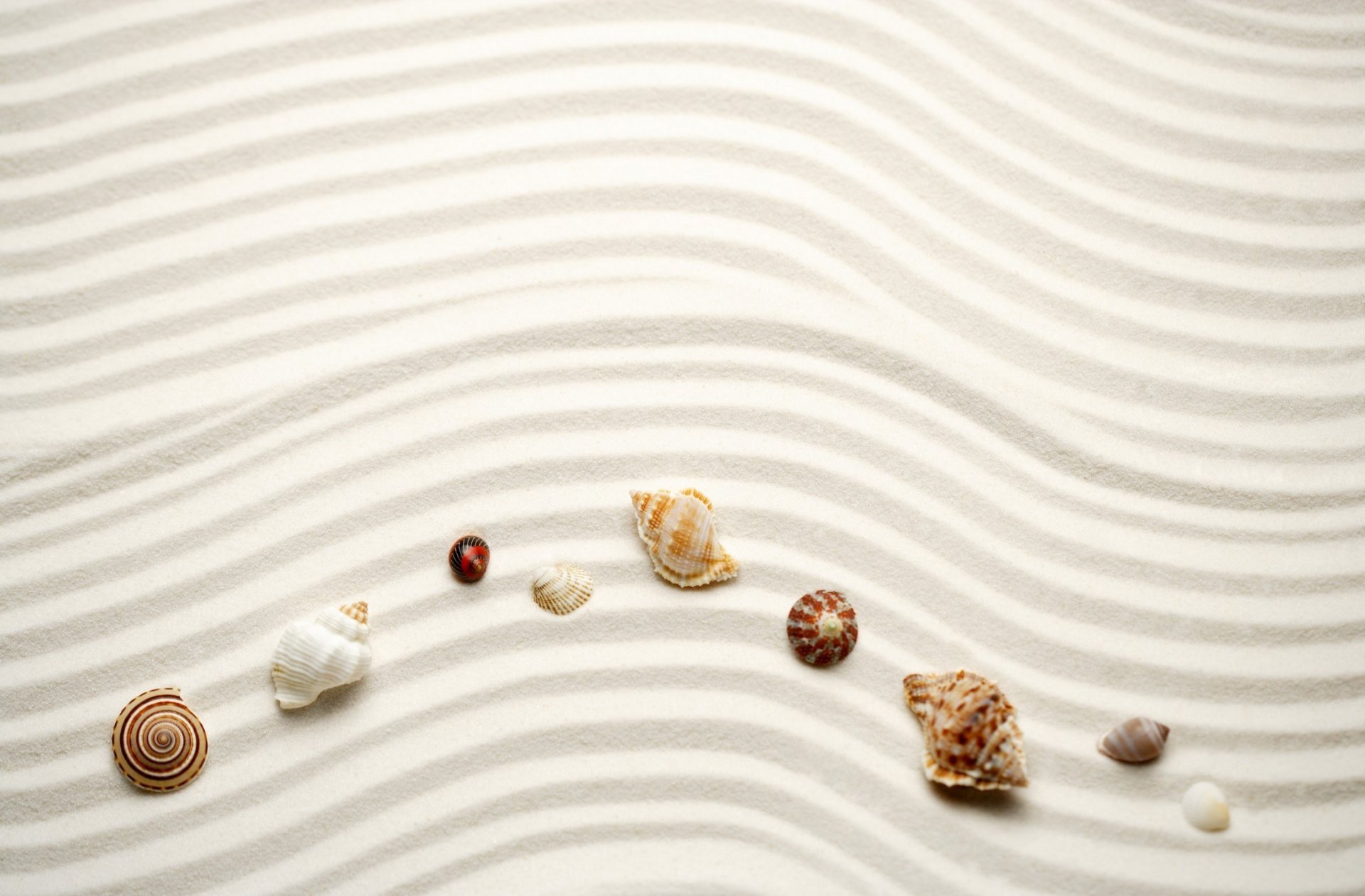 natura spiaggia sabbia onde linee conchiglie