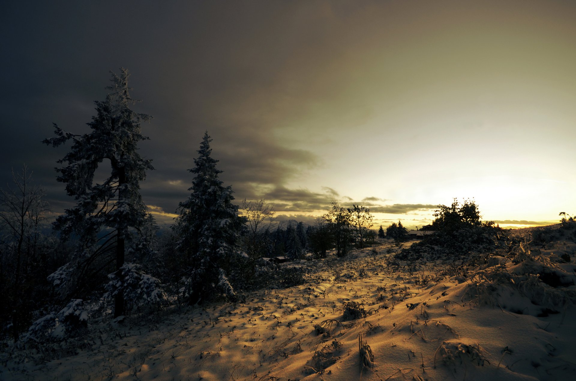 now tree winter conifers spruce sunset cloud