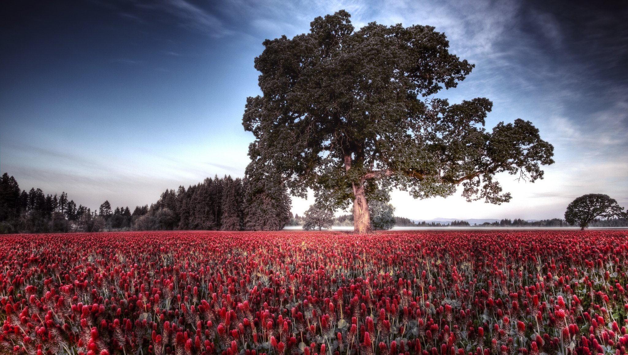 nature tree trees field flowers spring