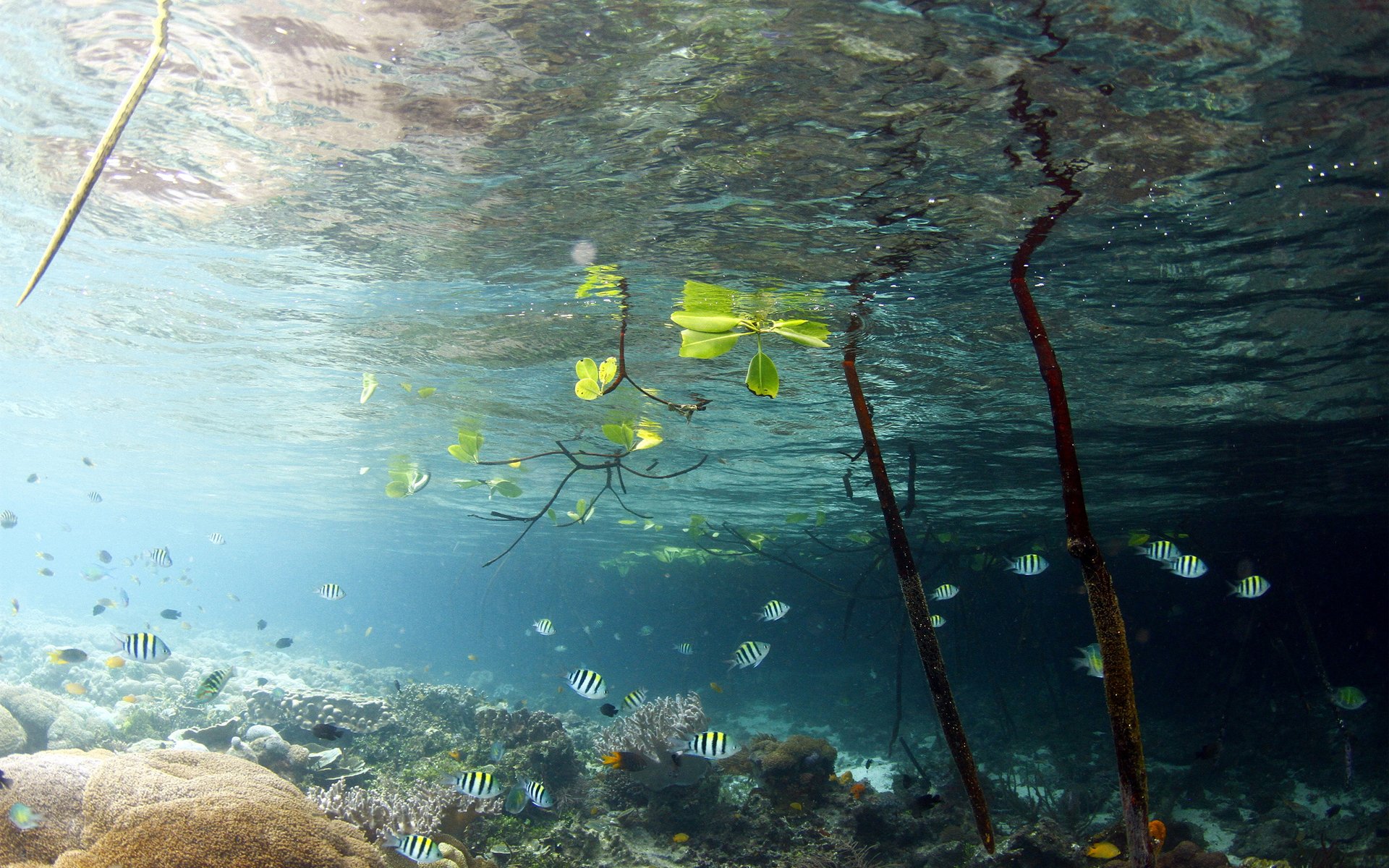 lac eau poissons poissons monde sous-marin feuilles branches