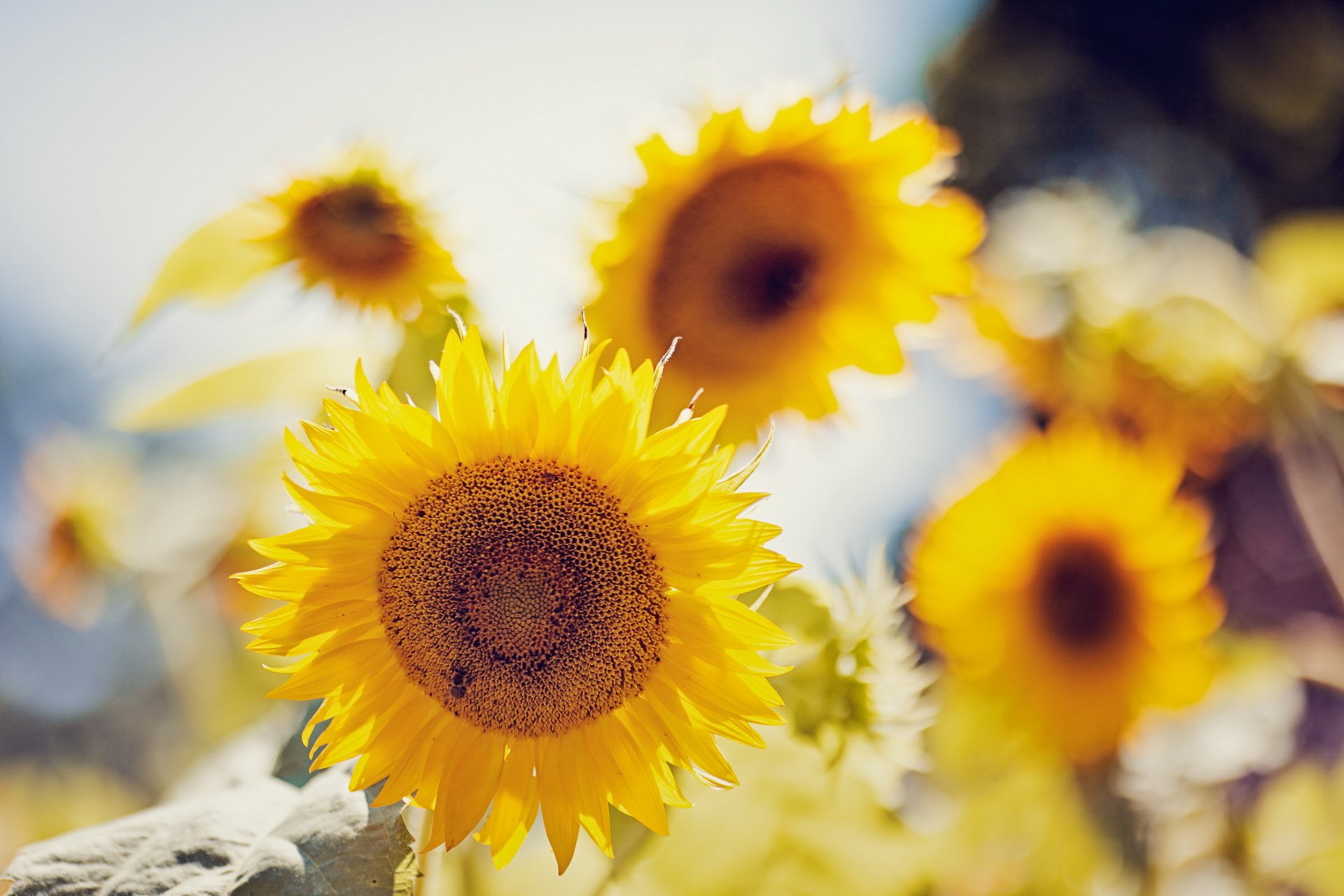 girasoles verano naturaleza