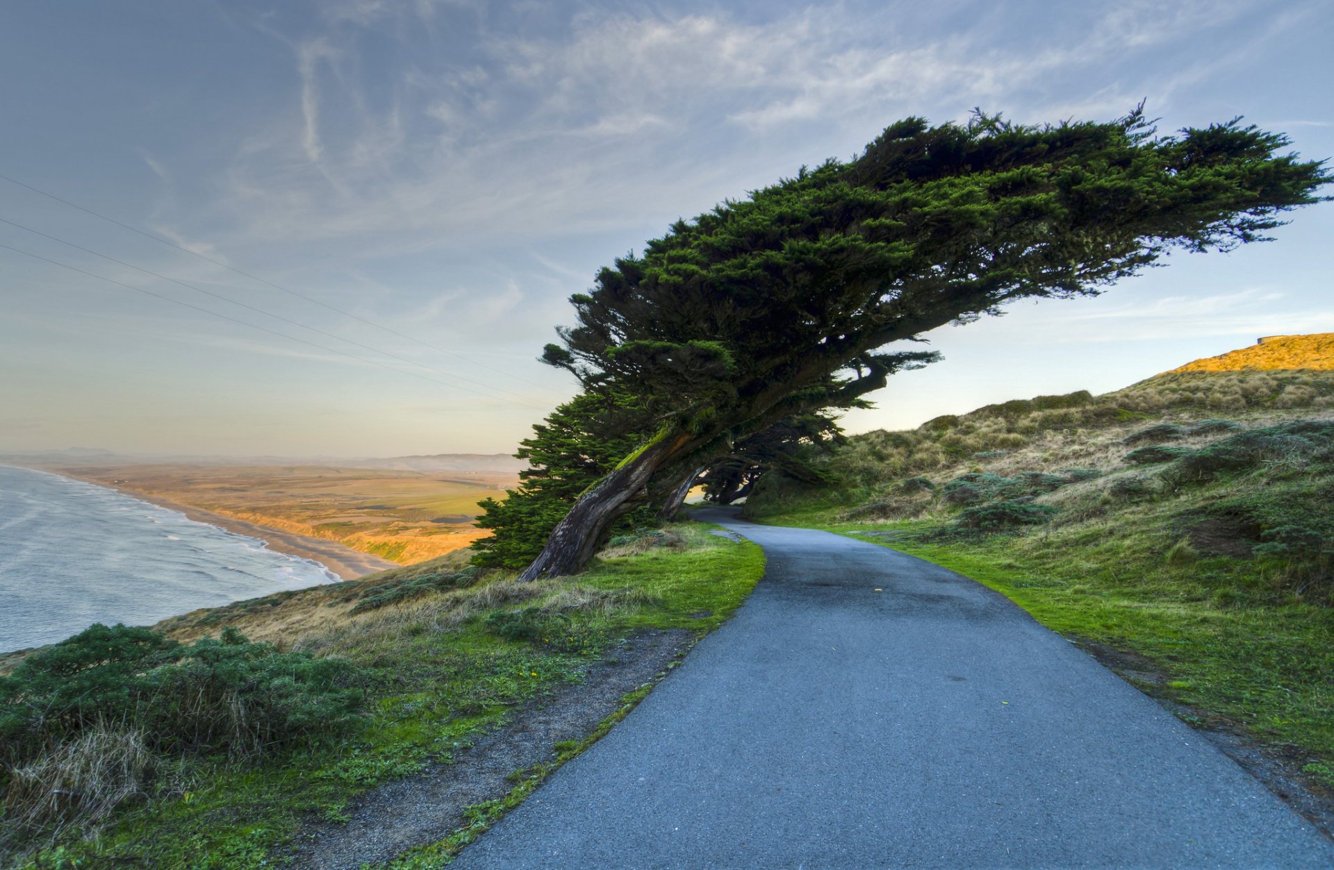 natur küste meer straße bäume