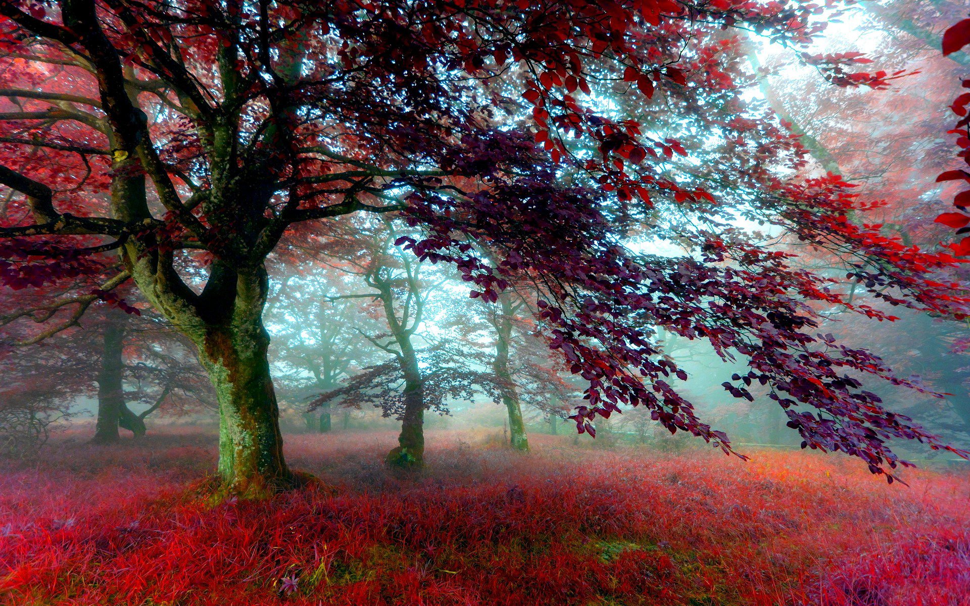 wald bäume laub herbst gras farbe nebel