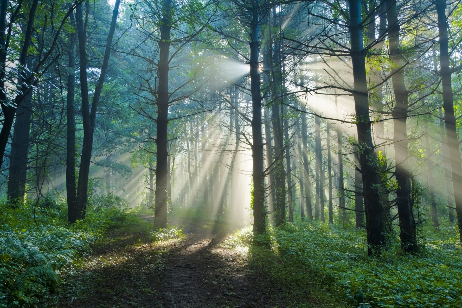 été matin forêt sentier soleil lumière rayons nature