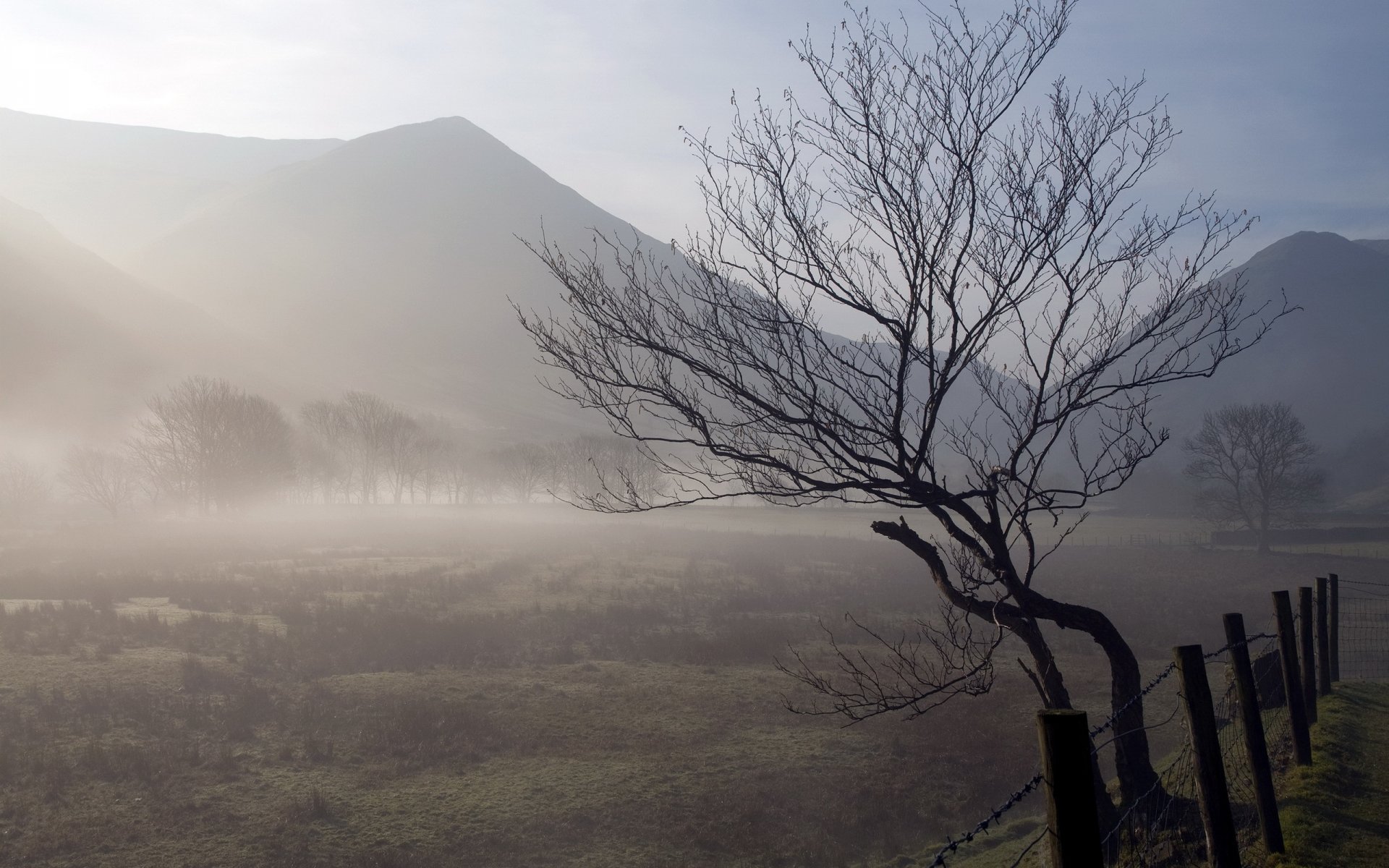 the field morning fog tree fence nature landscape