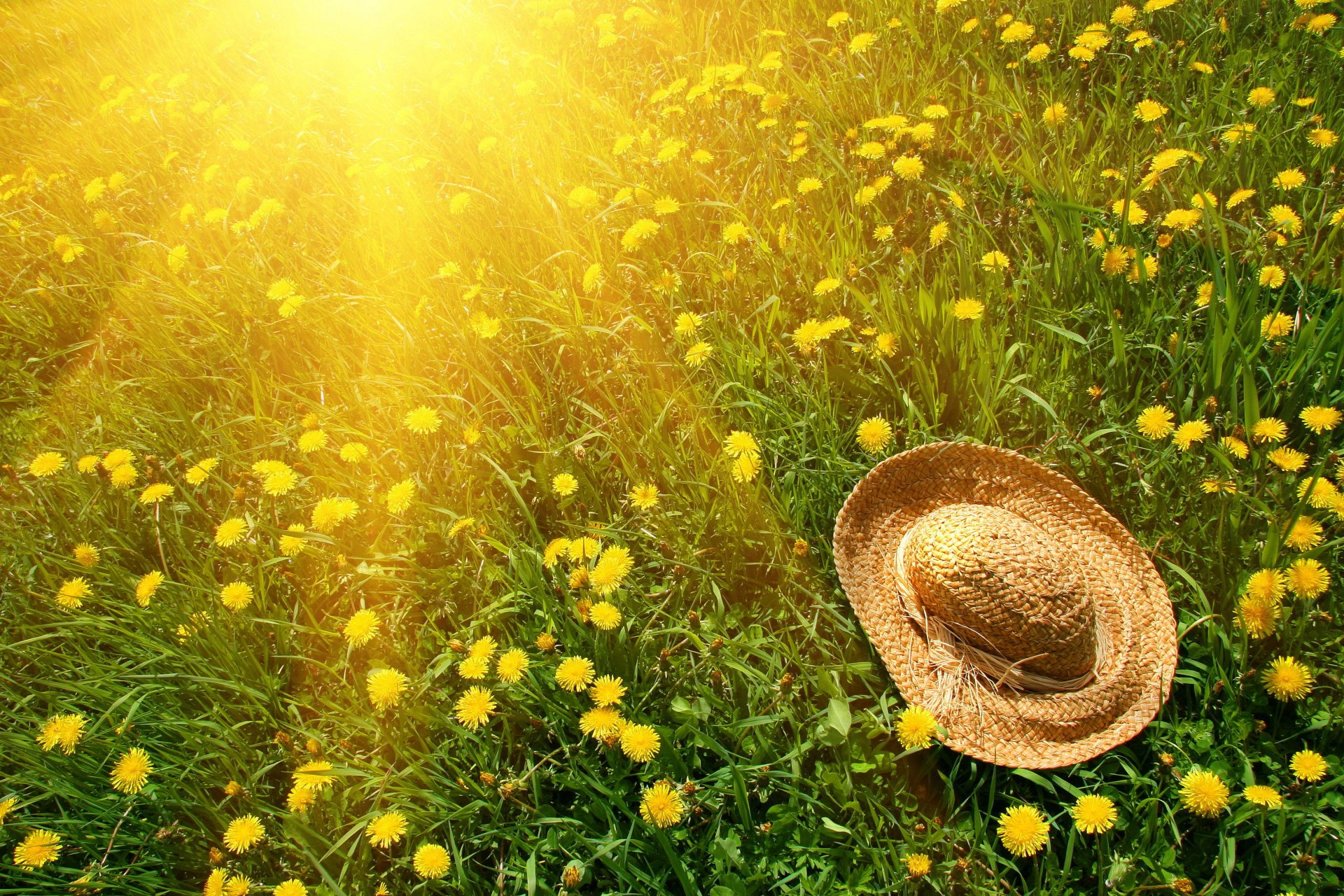 nature sun grass greenery flowers dandelions yellow green hat