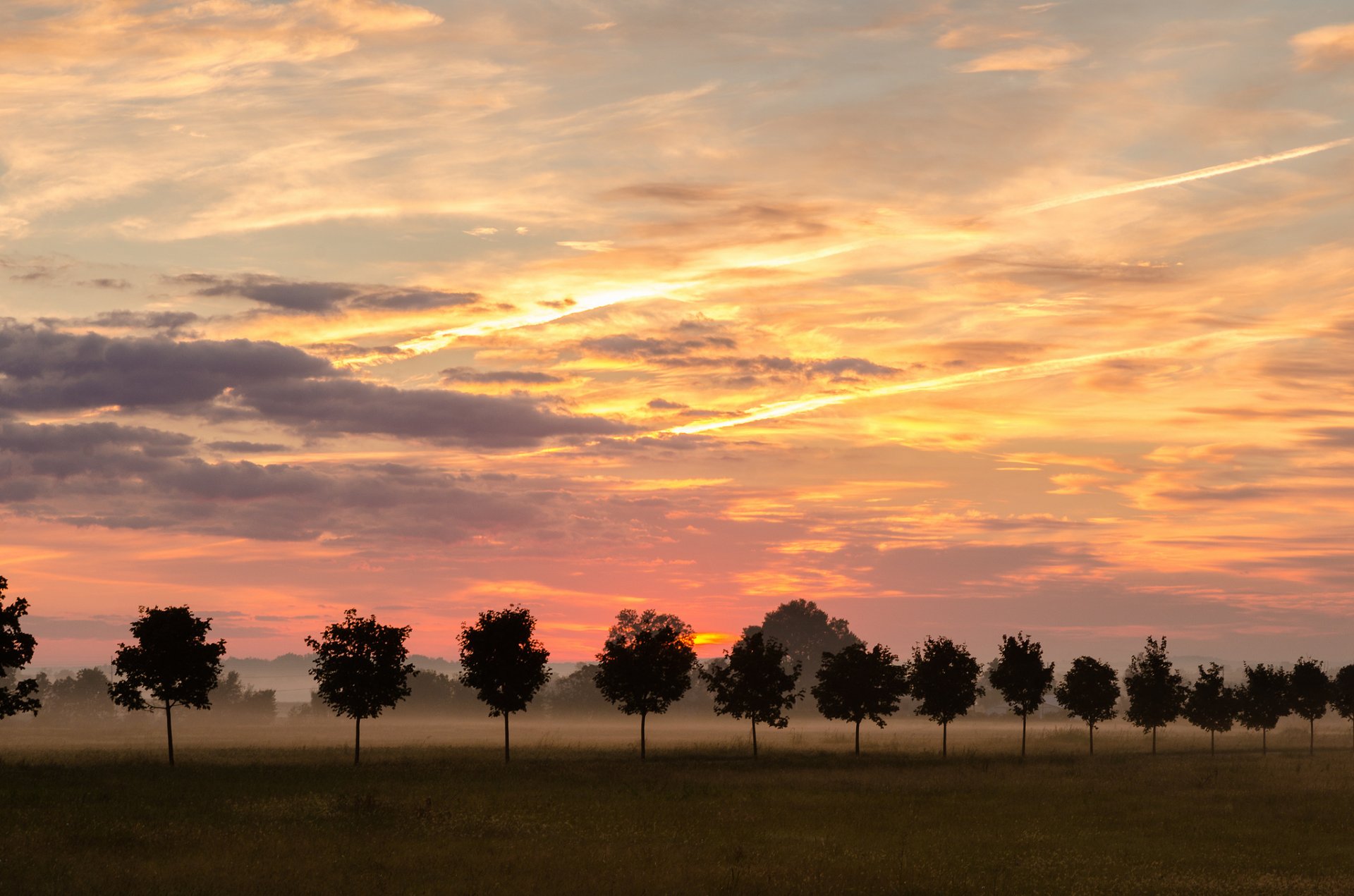 natura niebo mgła drzewa rząd