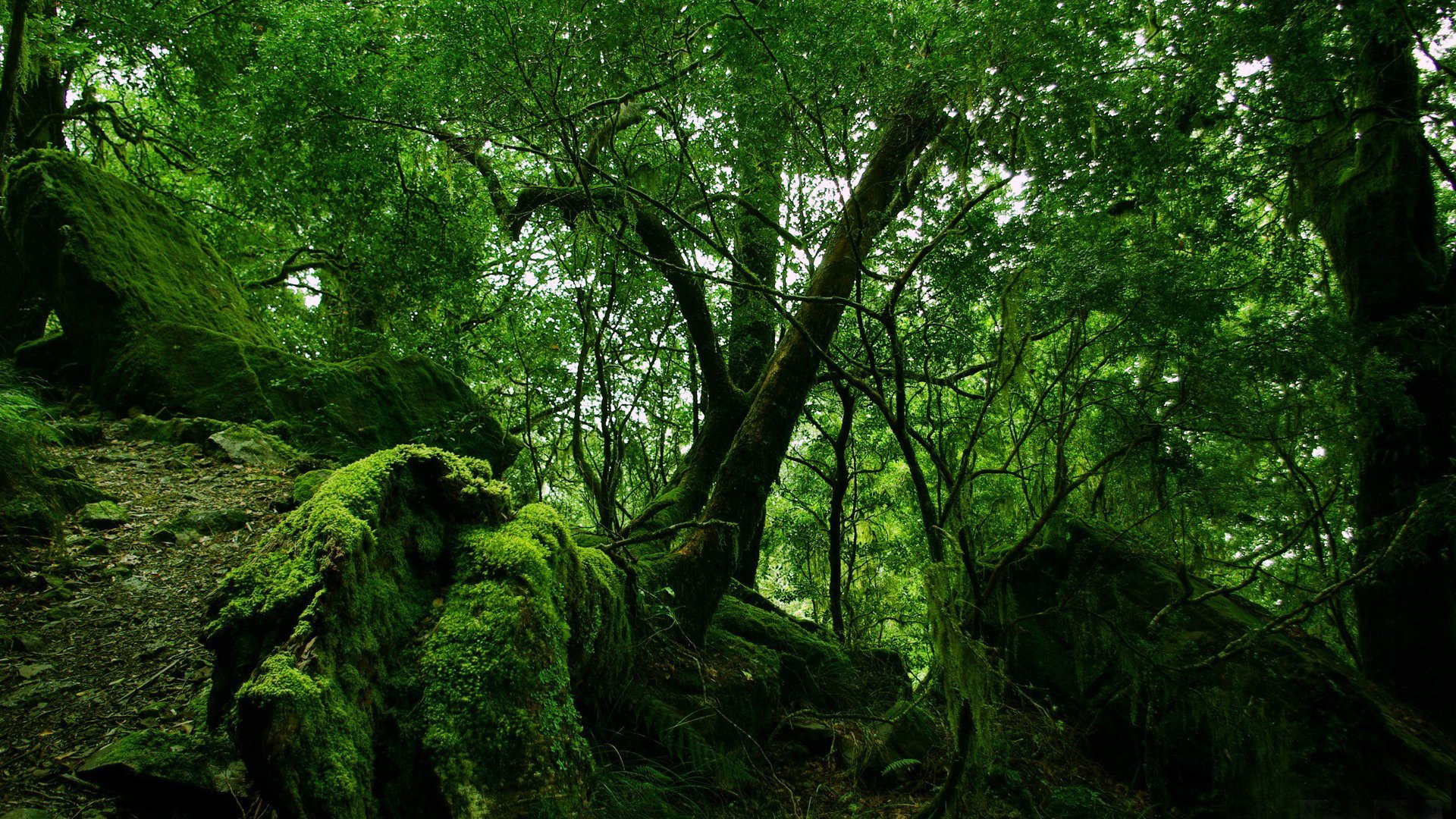 fitta foresta alberi rami rocce rami muschio verde colore