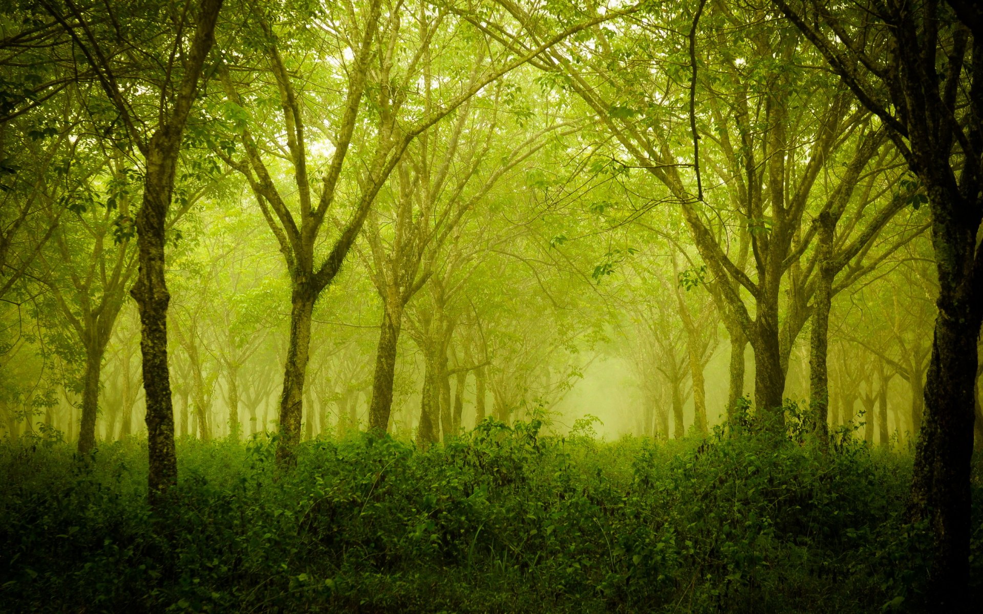 foresta alberi estate natura