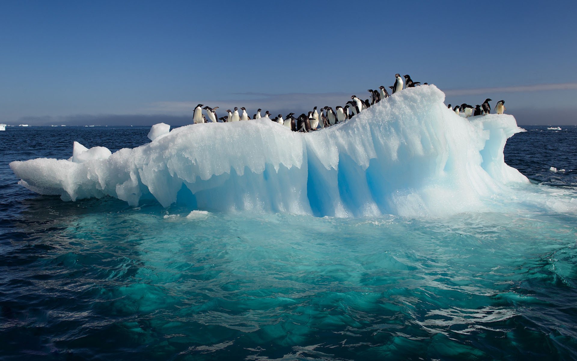 antartide oceano lastrone di ghiaccio pinguini acqua