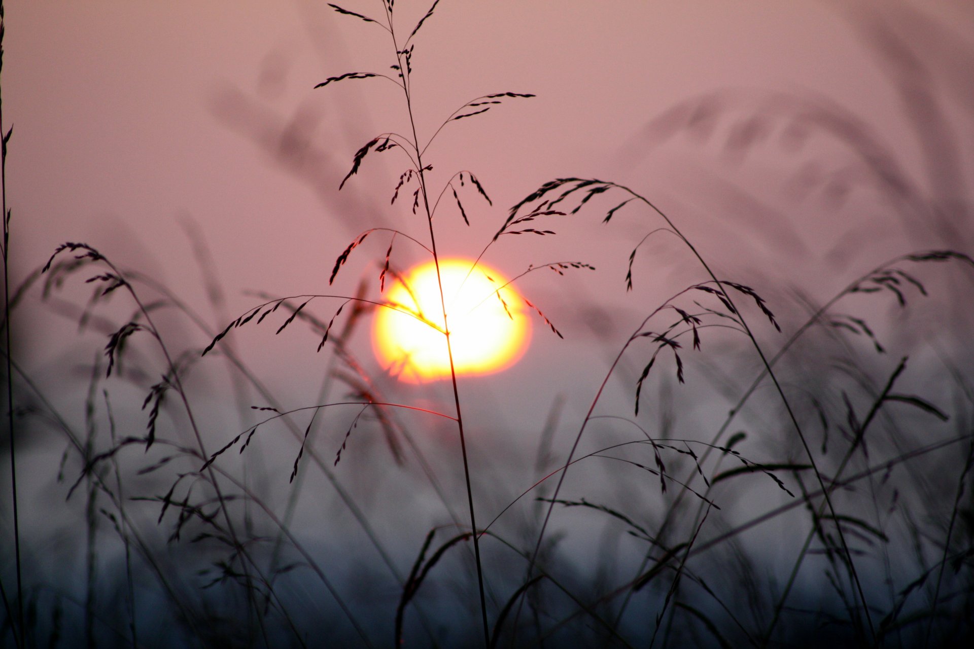 puesta de sol sol plantas hierba viento naturaleza