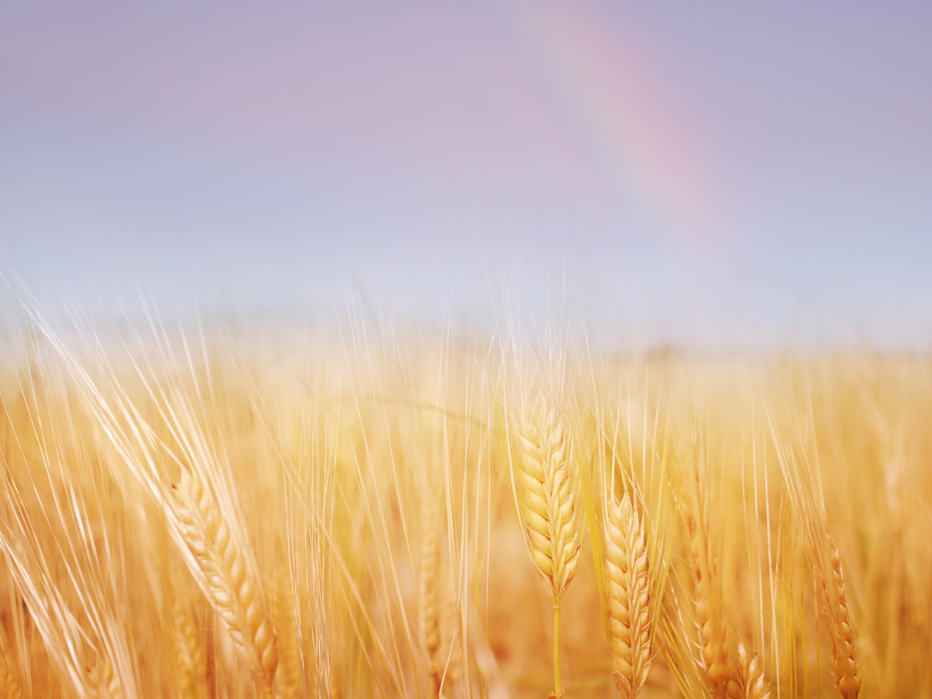 nature summer wheat gold the field