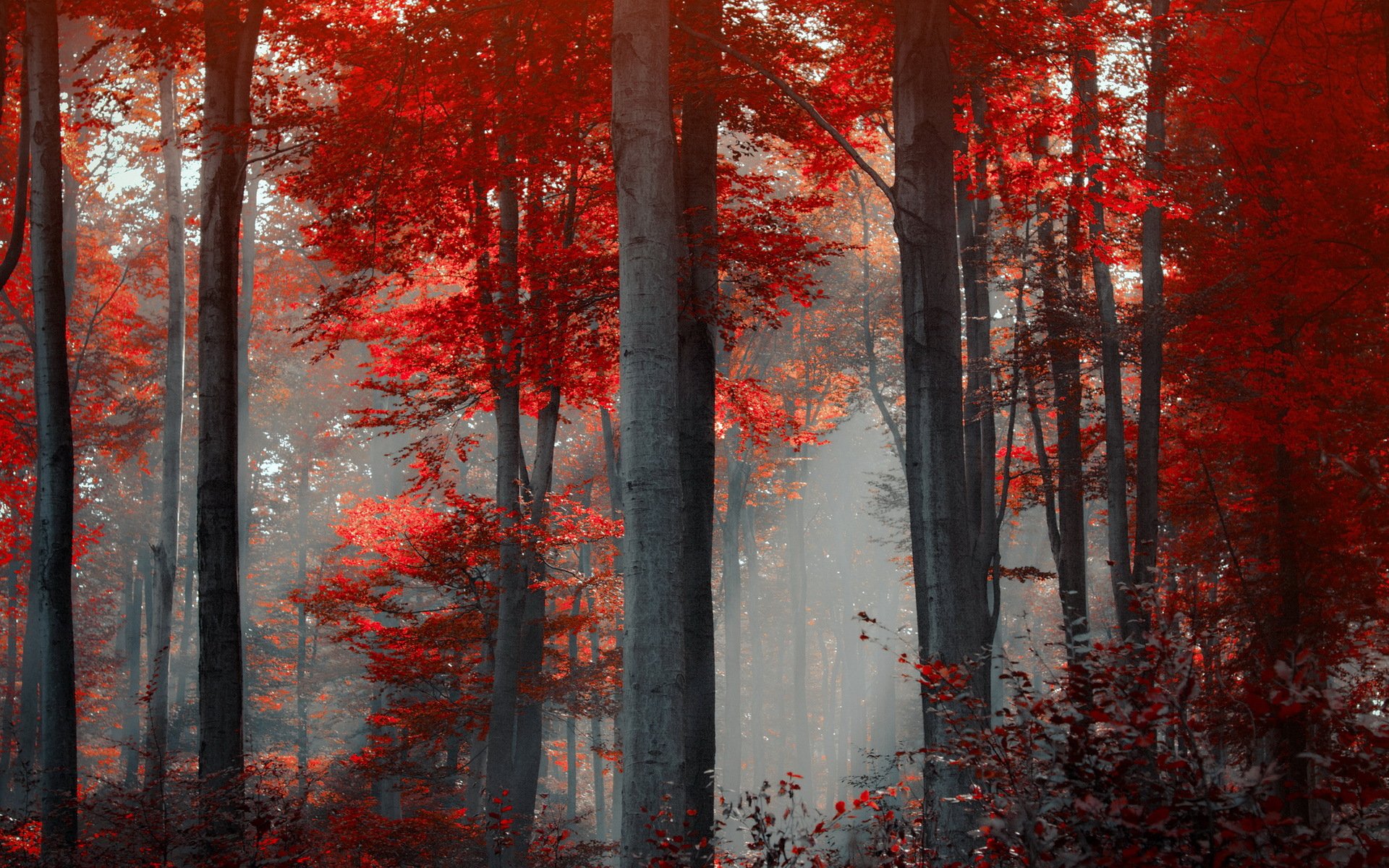 Красный лес дбд