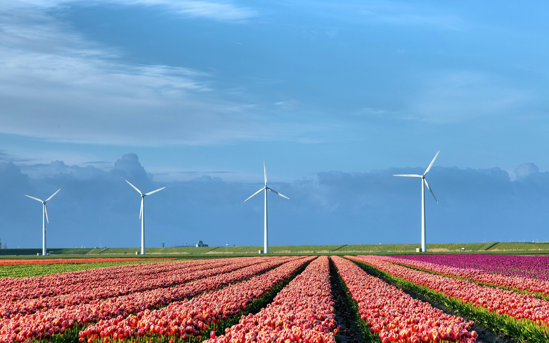 feld tulpen windräder natur