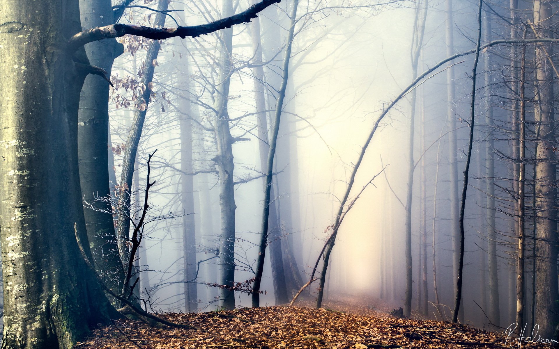 forêt brouillard automne nature