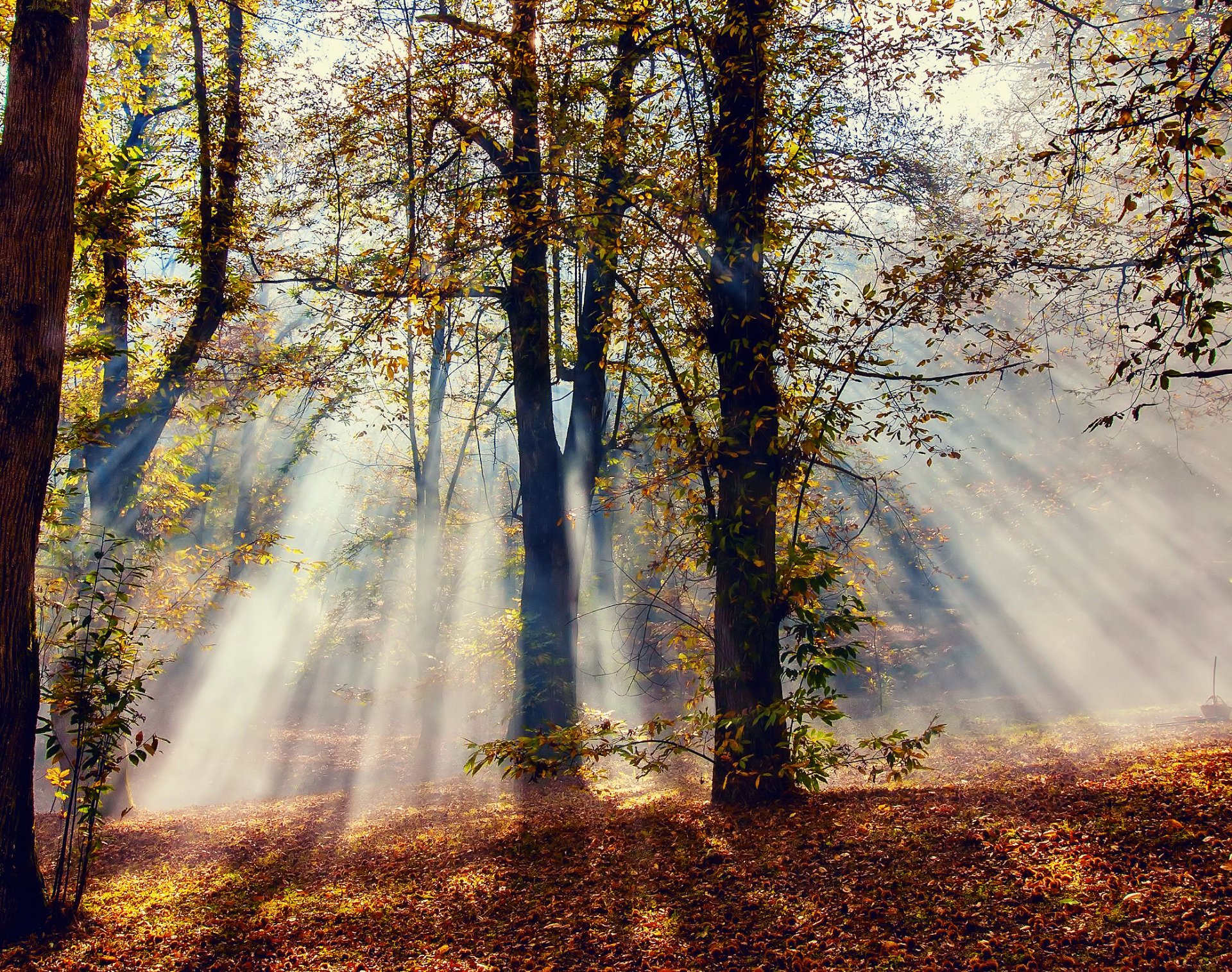 nature automne forêt arbres lumière rayons feuillage