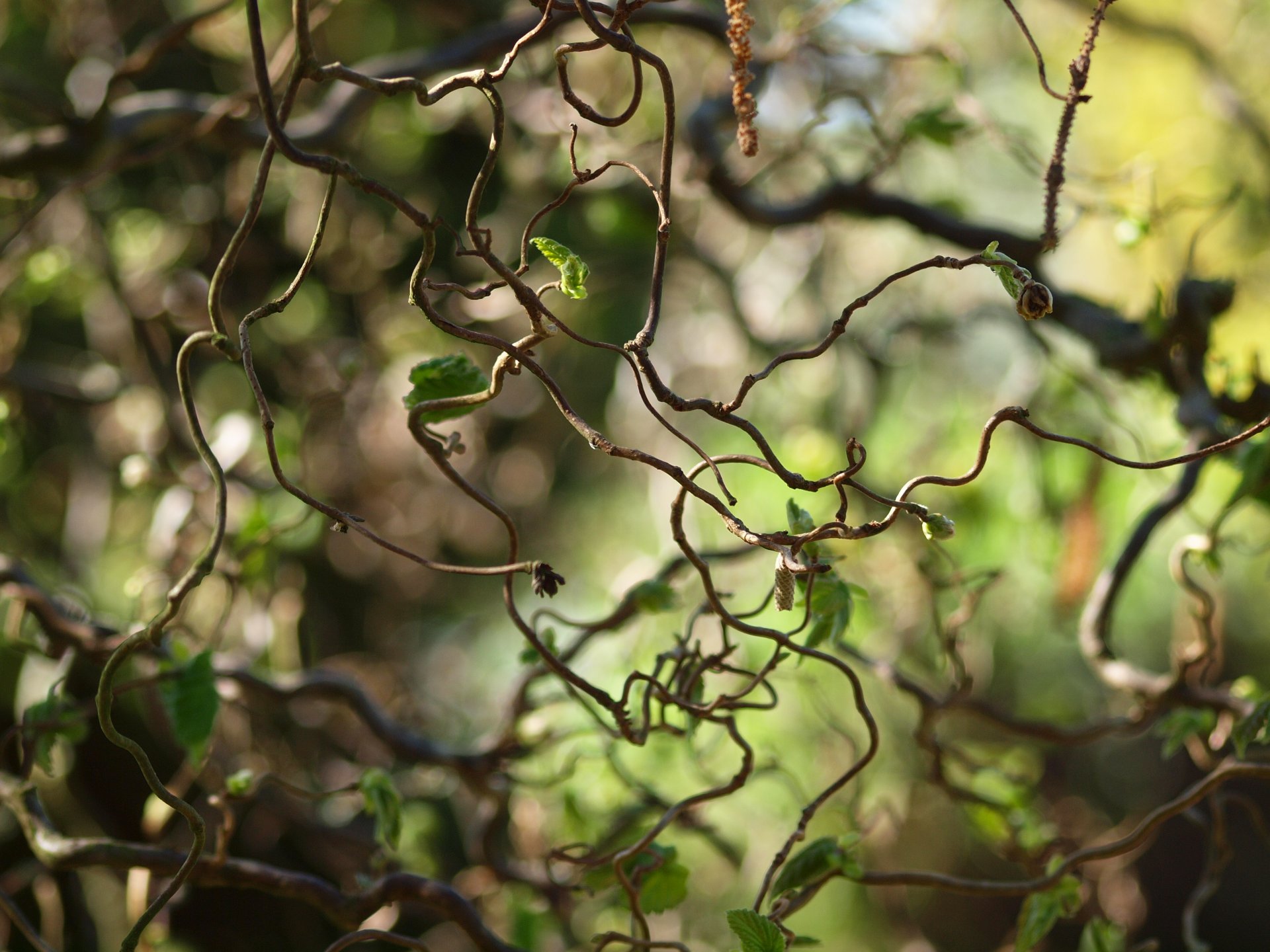 natur liane blätter blätter kurven makro unschärfe