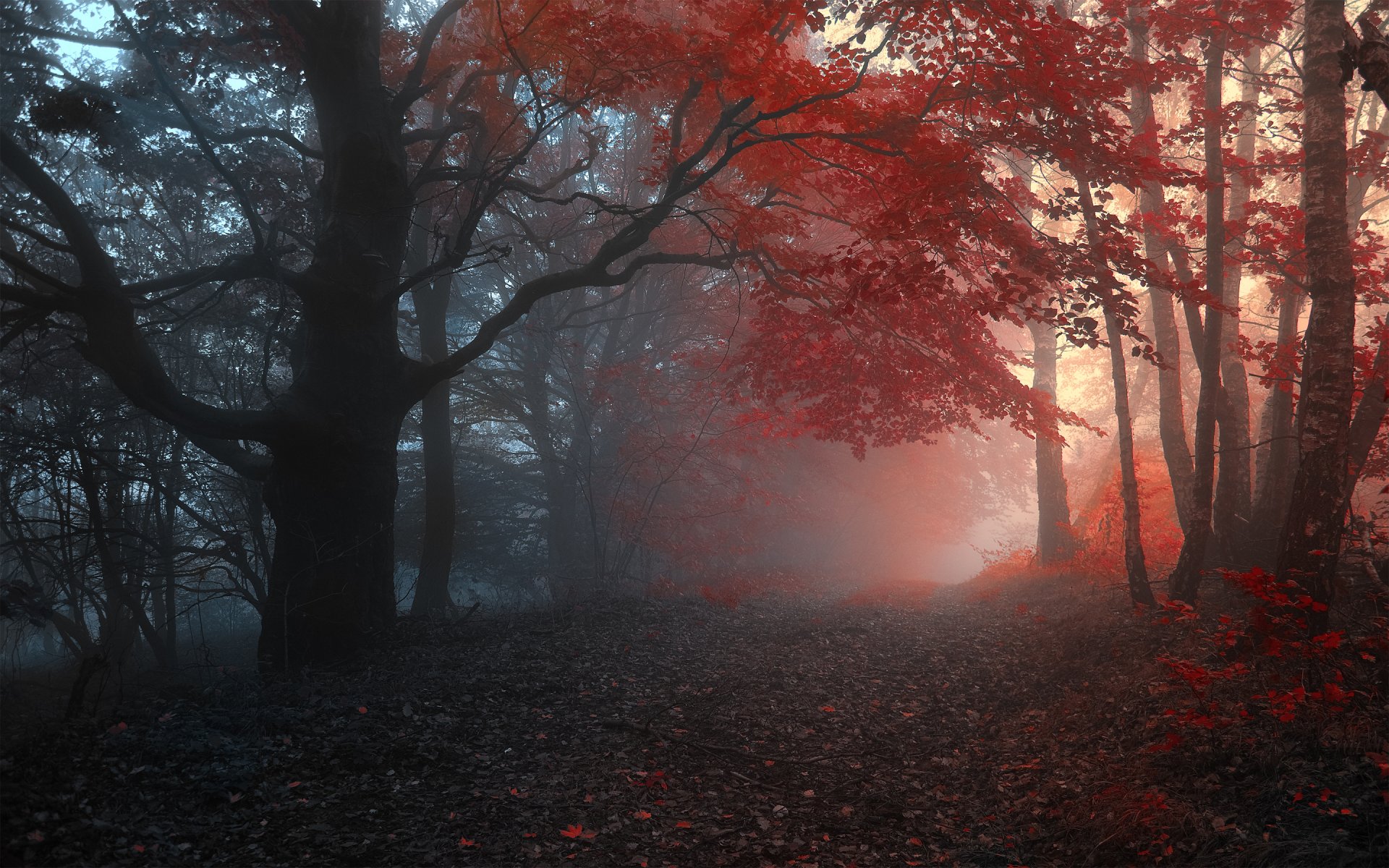 bosque árboles niebla otoño camino hojas