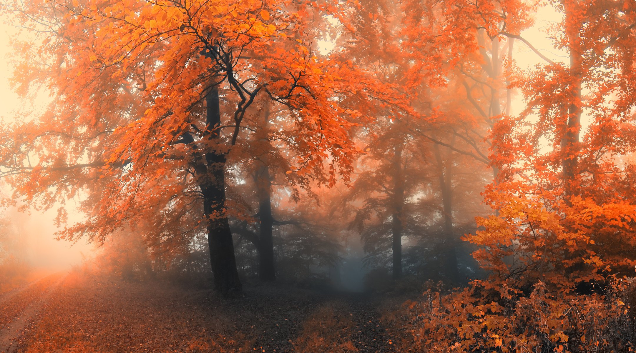 autunno alberi foresta nebbia