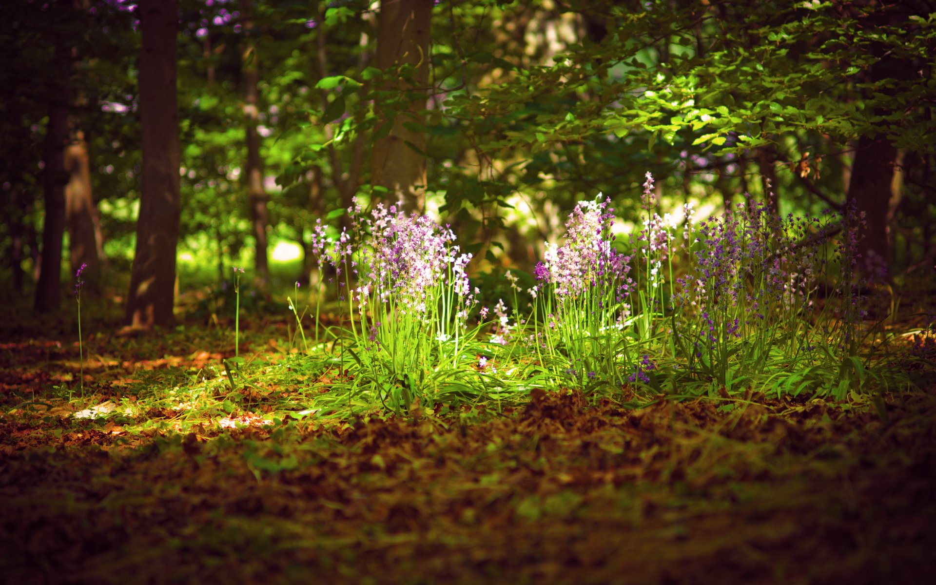 las kwiaty lato światło natura