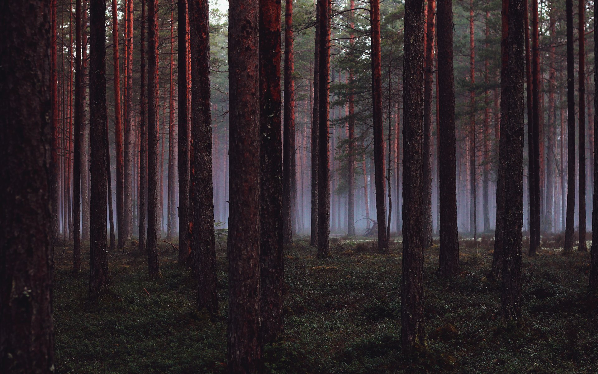 forêt arbres arbre