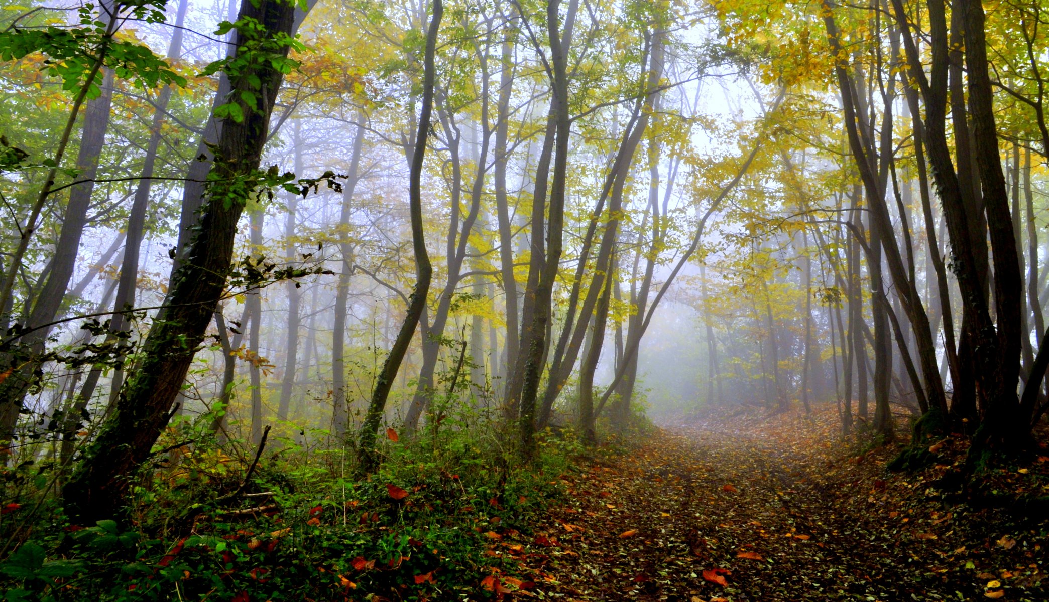 bosque árboles camino otoño