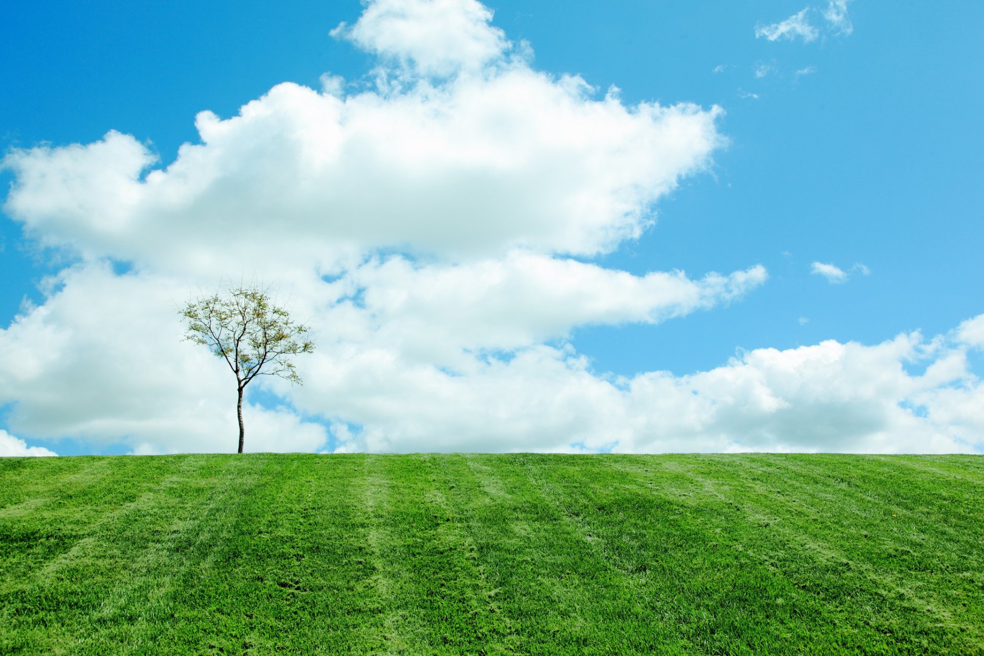 nature ciel nuages arbre champ printemps