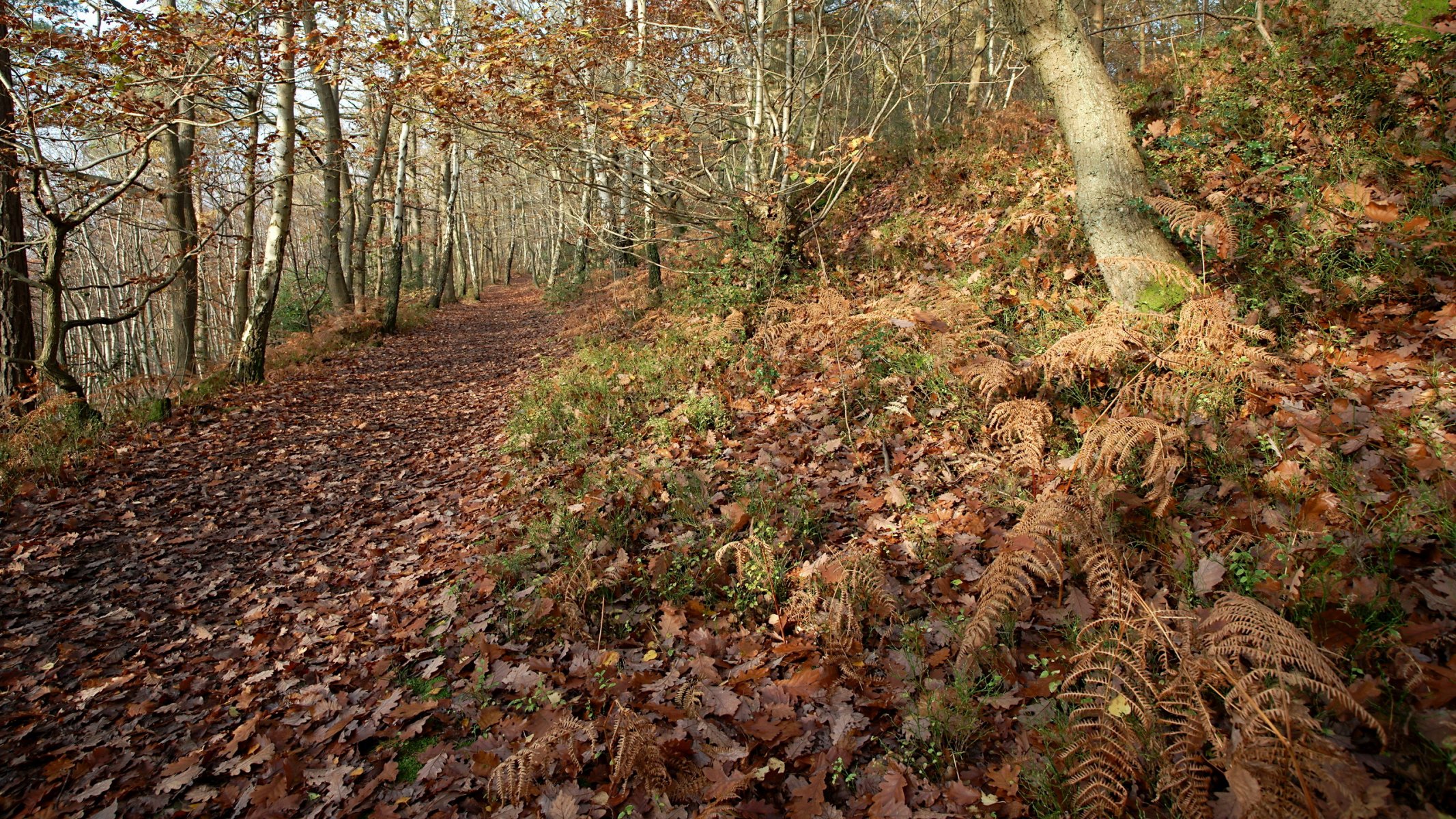 forest road leaves nature