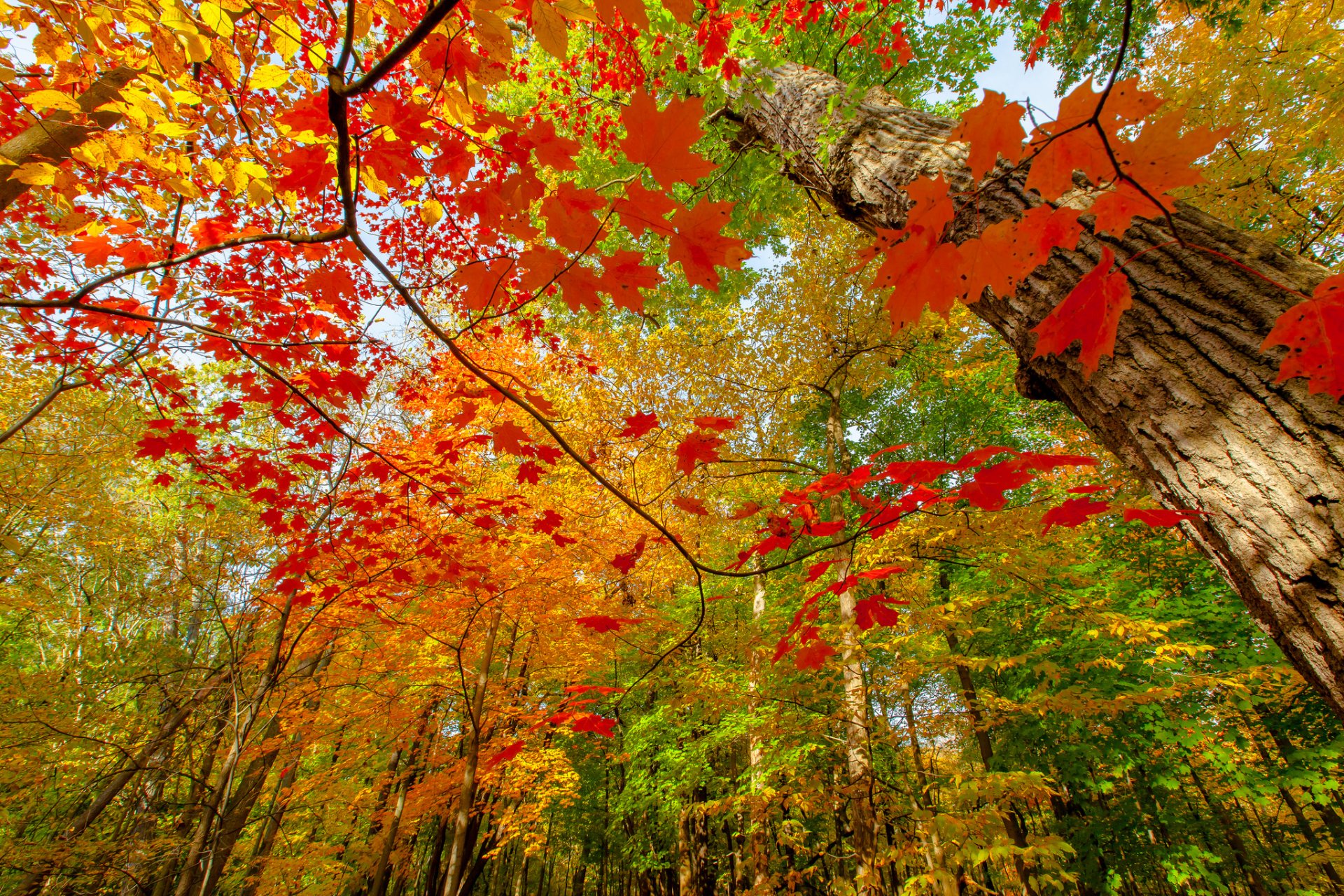 natur herbst wald zweige laub farben