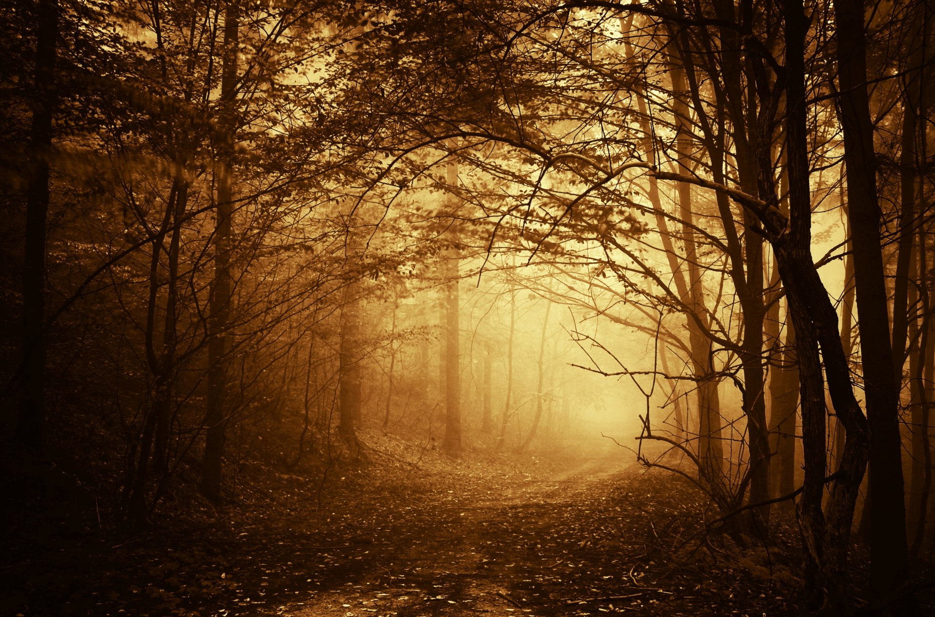 bosque niebla árboles ramas camino camino otoño