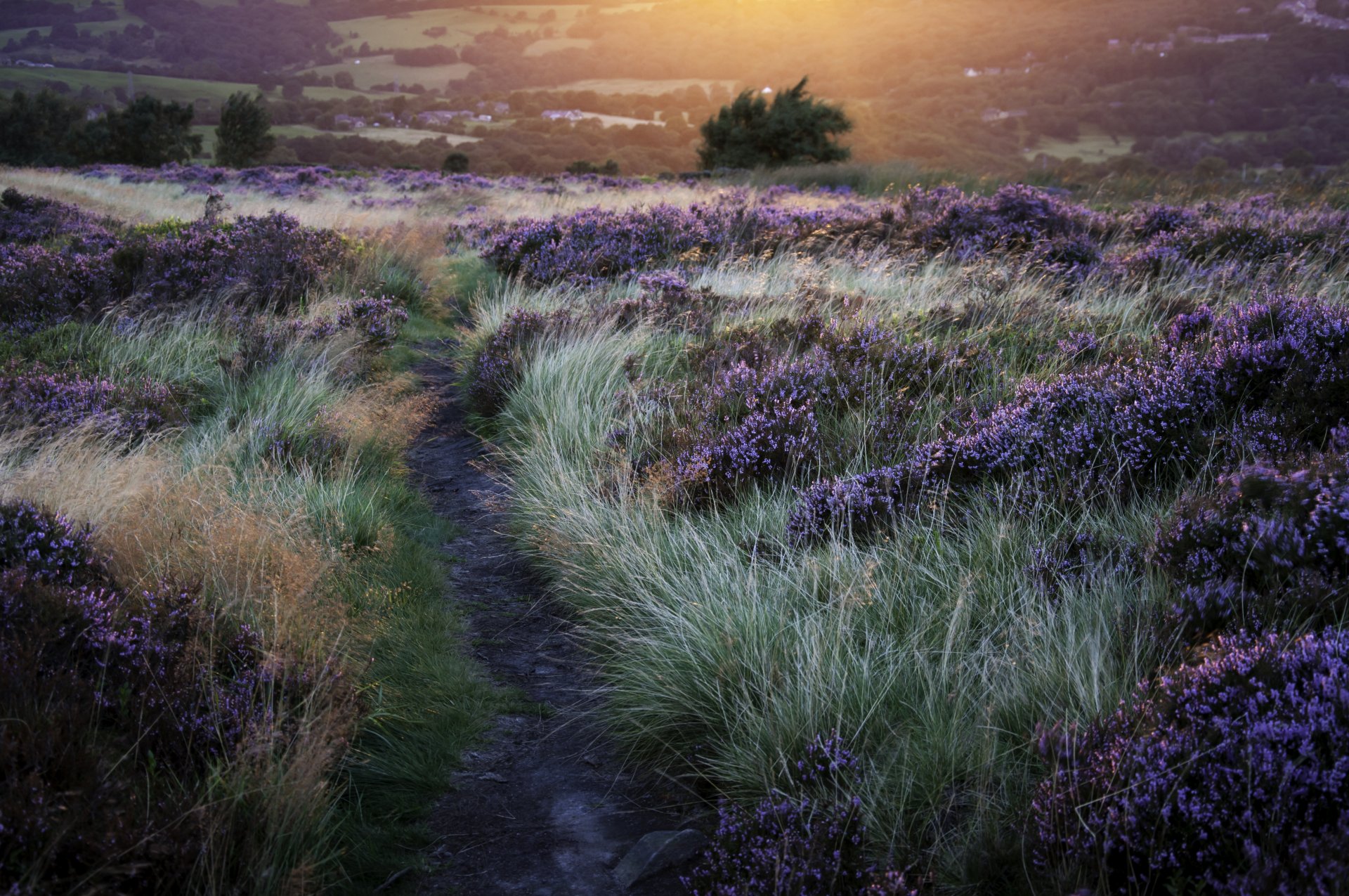 nature soir soleil sentier herbe fleurs