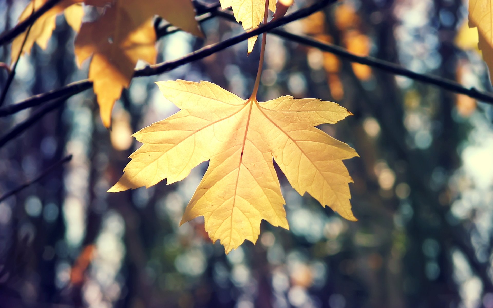 nature close up sheet autumn maple branche