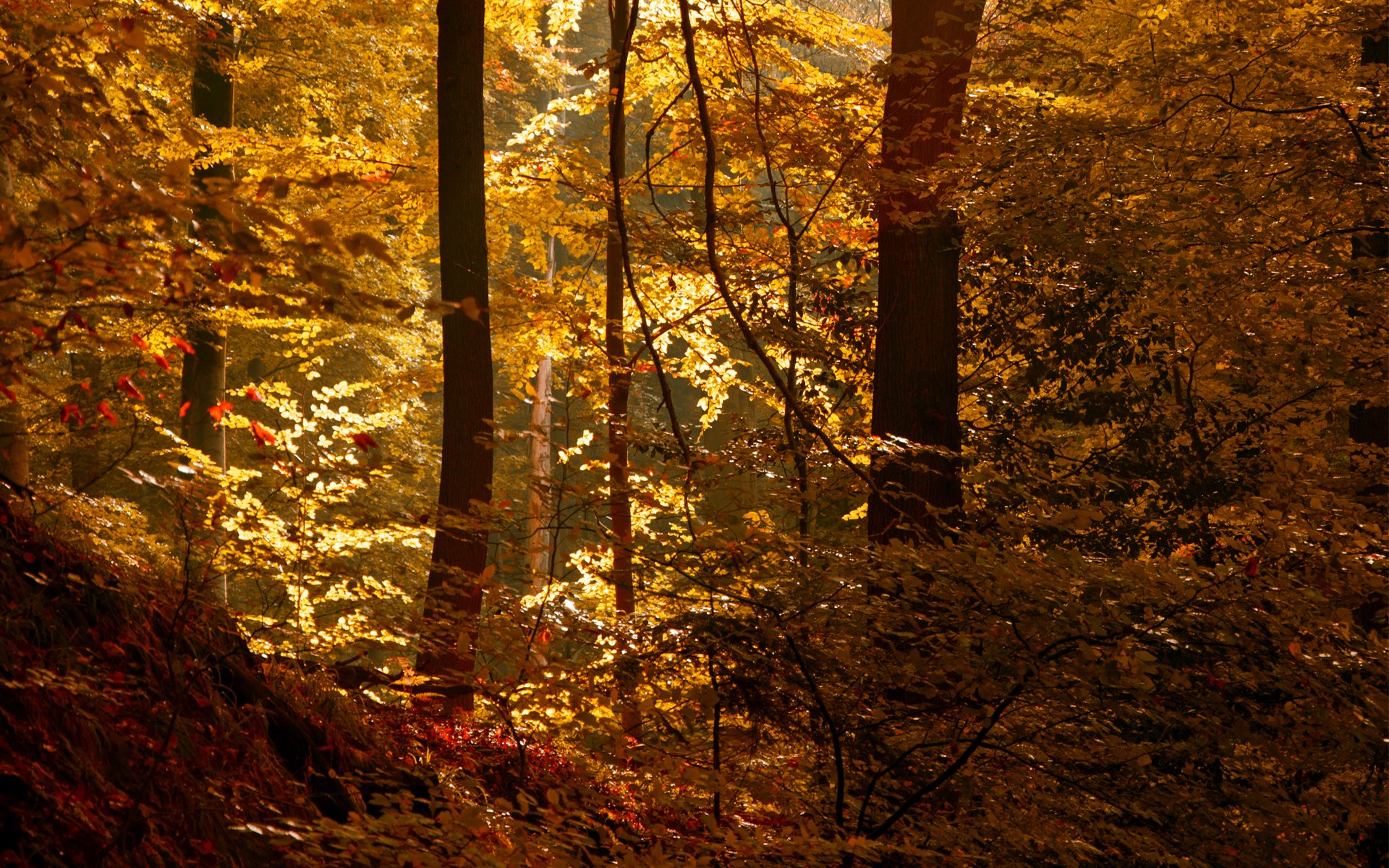 bosque sol otoño hojas matorral