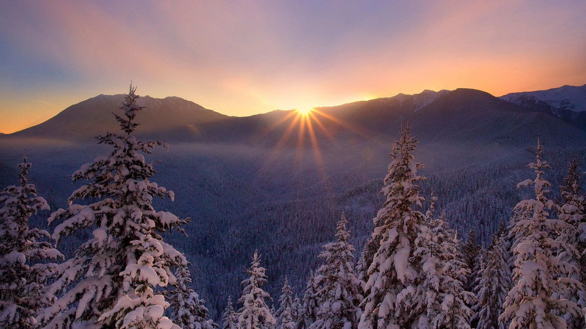 nature lesogor winter frost nice sunset christmas tree to snow