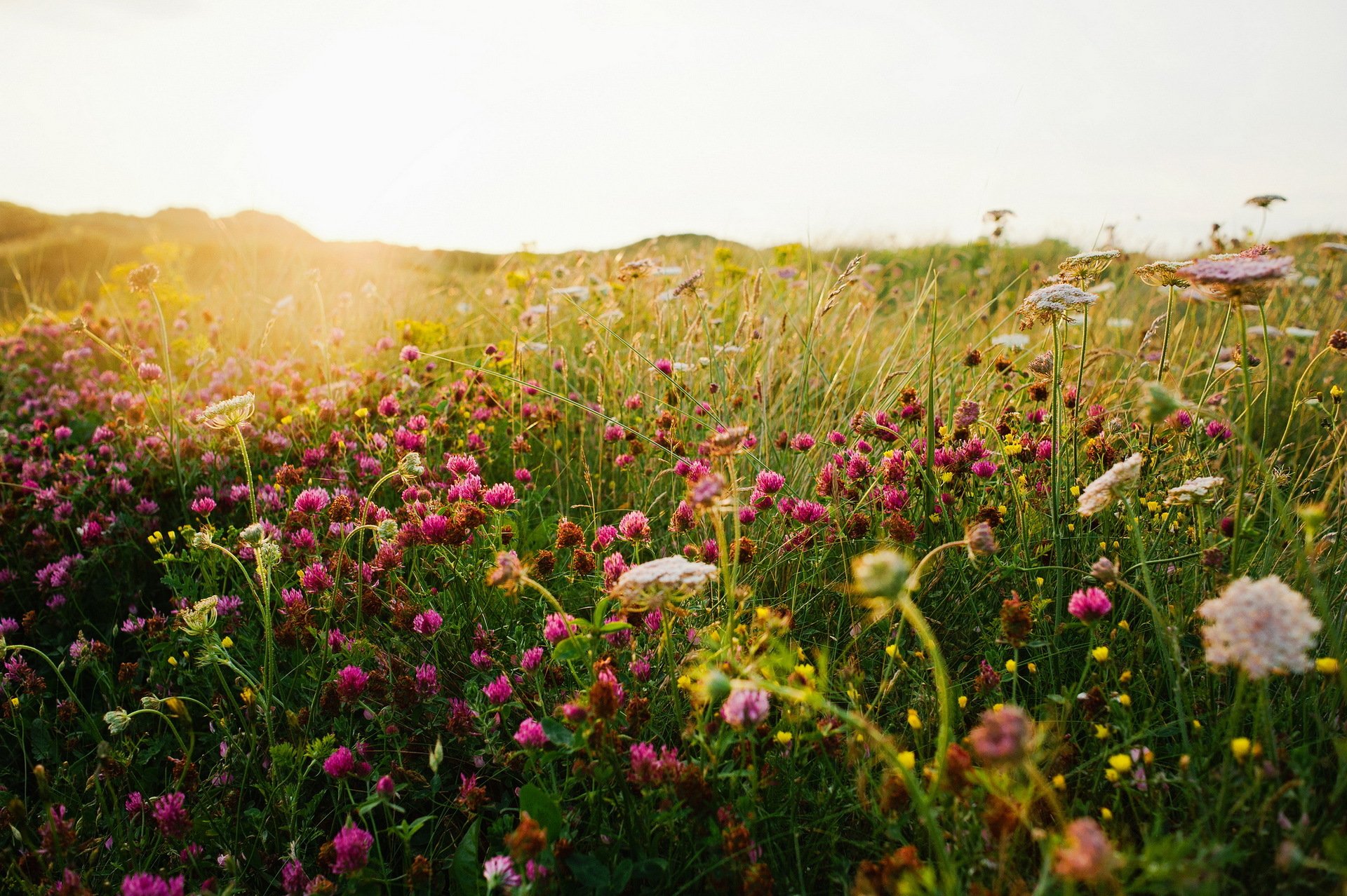 campo verano trébol hierba naturaleza luz