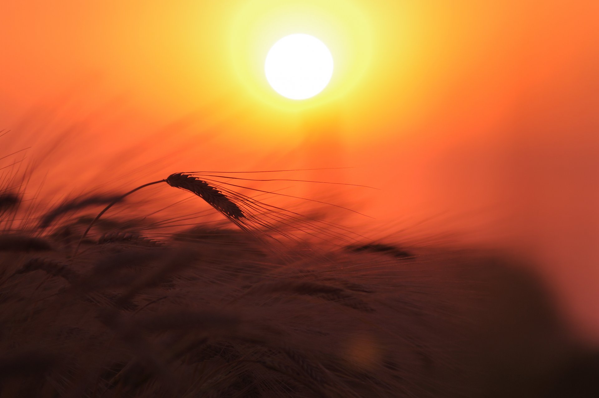 grano spighe campo pianta natura luce sole cielo tramonto